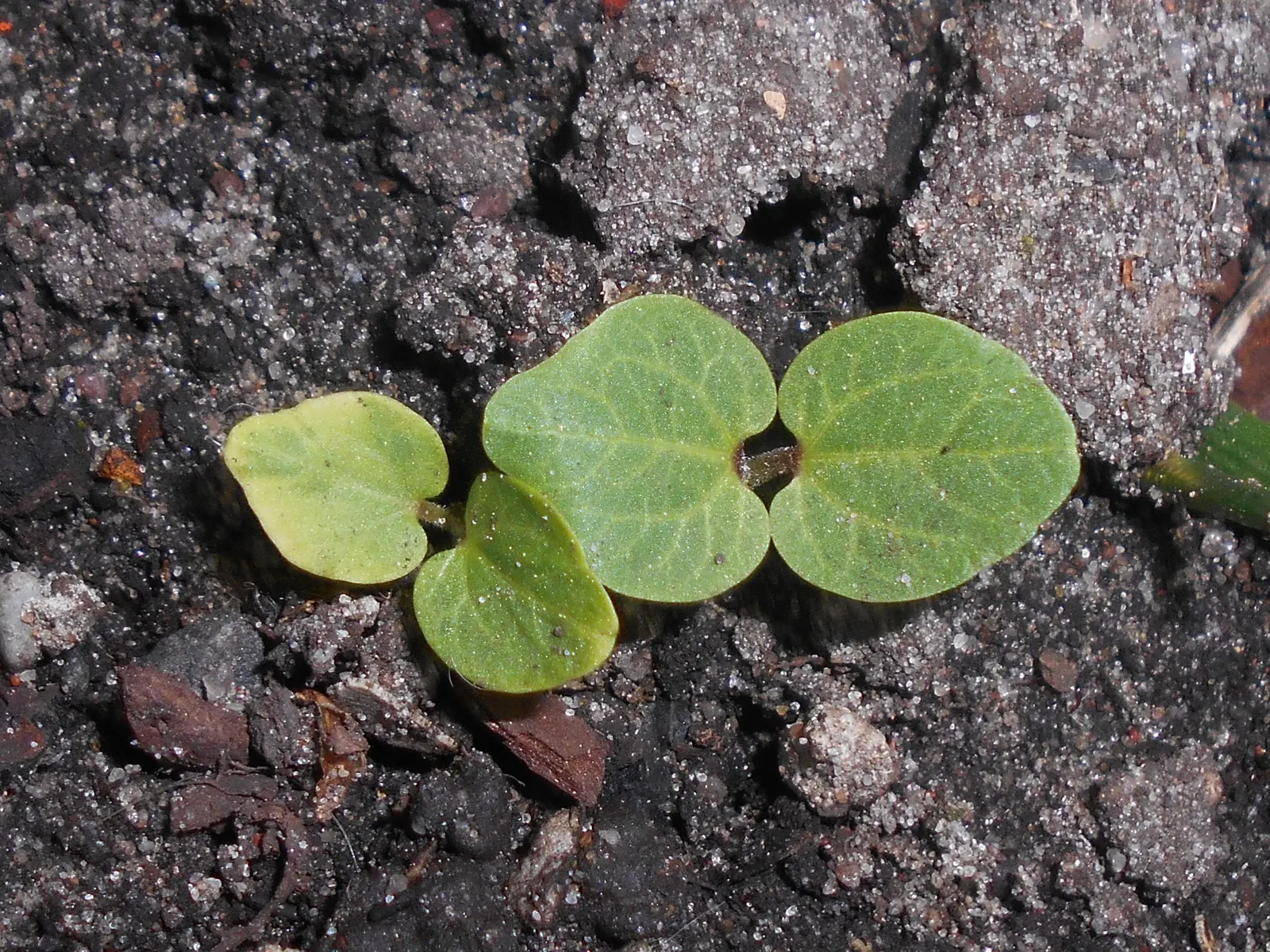 Hollyhock (Alcea Rosea) — which can span up to 8 inches in diameter; green base from which the tall stalks emerge