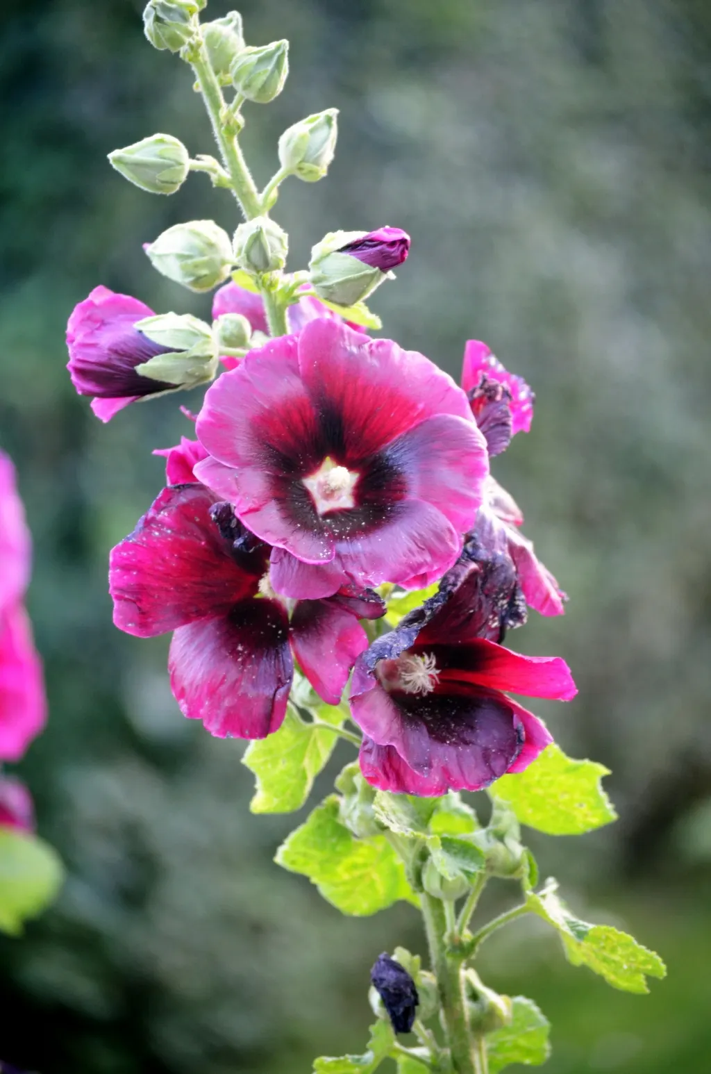 Hollyhock (Alcea Rosea) — Hollyhocks typically grow to an impressive height ranging from 6 to 8 feet; its large, showy blossoms appear in a variety, image 83