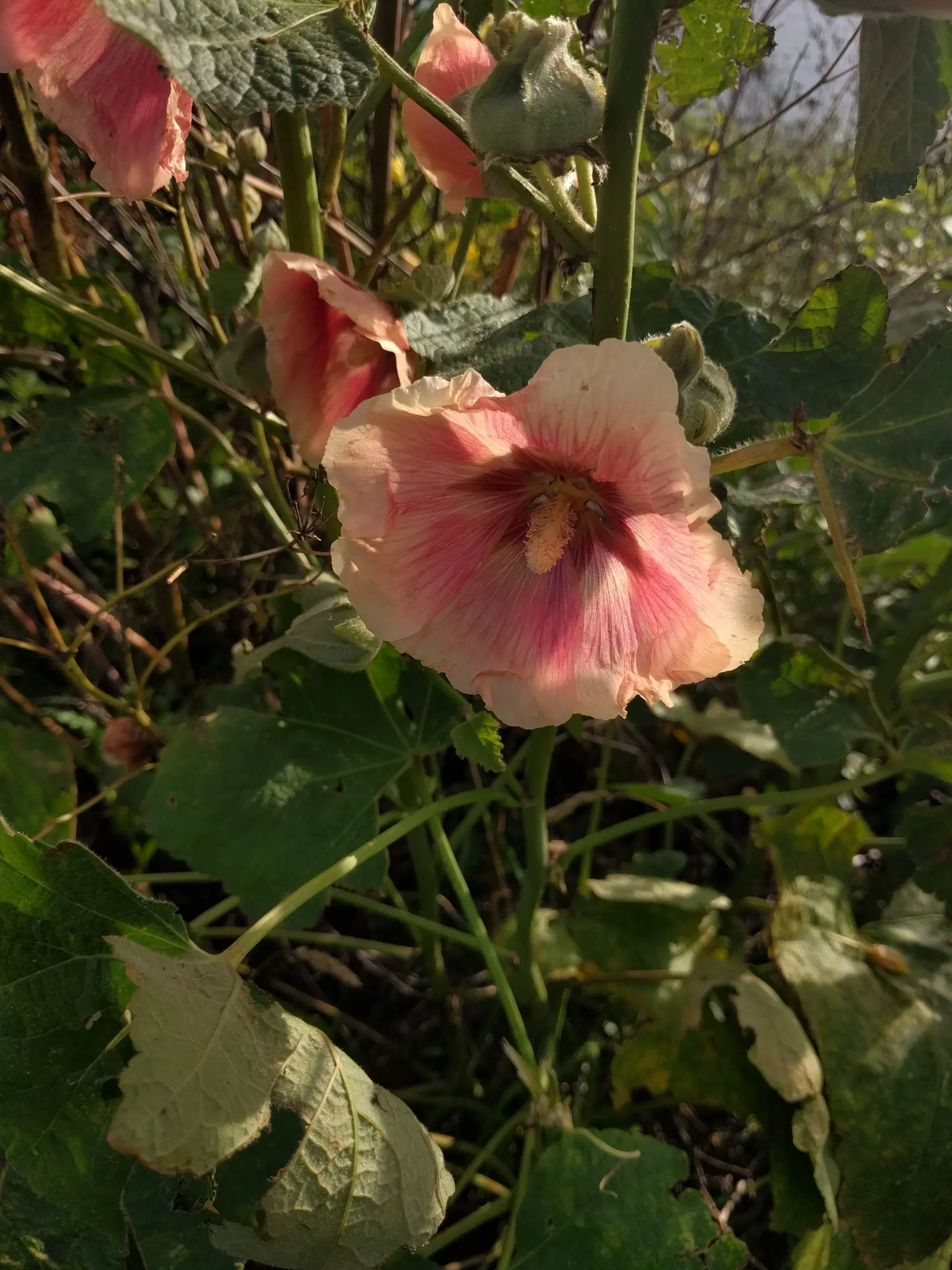 Hollyhock (Alcea Rosea) — which ensures their presence in the garden year after year; is an ornamental biennial known for its towering presence, image 122