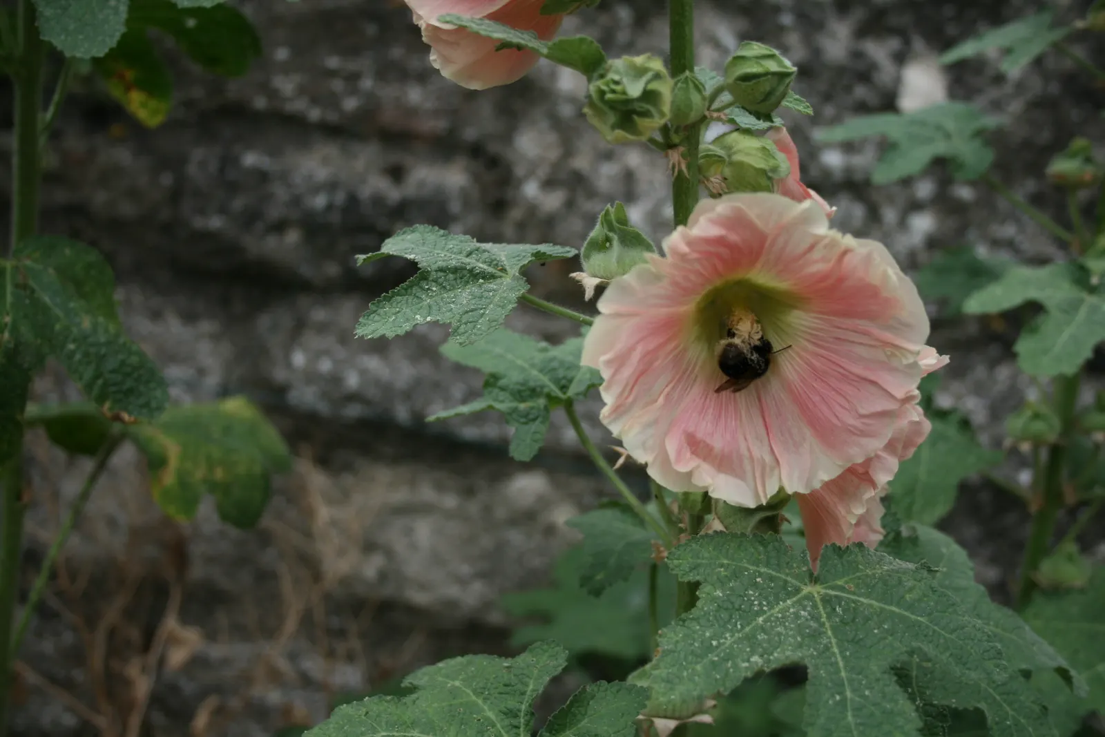 Hollyhock (Alcea Rosea) — green base from which the tall stalks emerge; it is essential to provide ample space between plants, image 60
