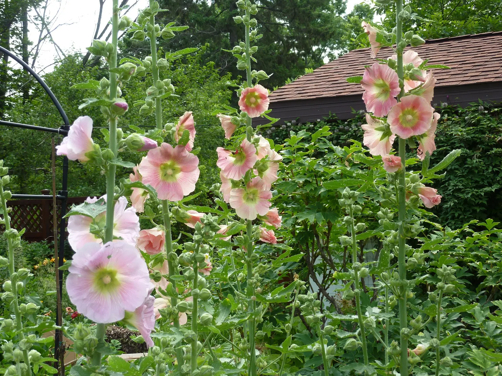 Hollyhock (Alcea Rosea) — It is essential to provide ample space between plants; they are hardy in USDA zones 3 to 8, tolerating a wide range of, image 92