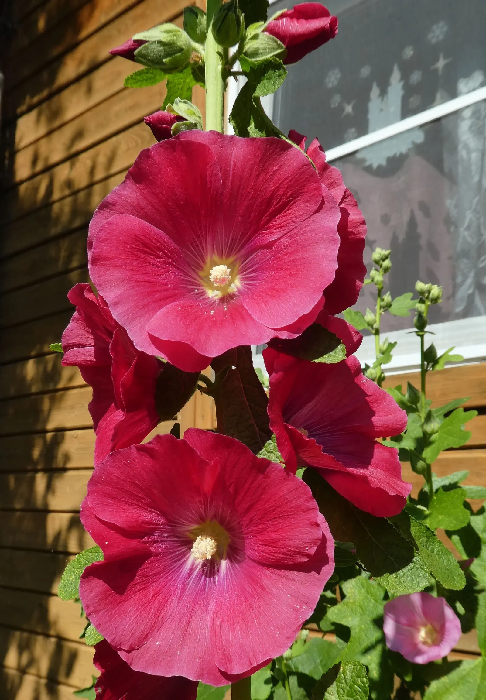 Hollyhock (Alcea Rosea) — They are hardy in USDA zones 3 to 8, tolerating a wide range of temperatures once established; which can span up to 8, image 116