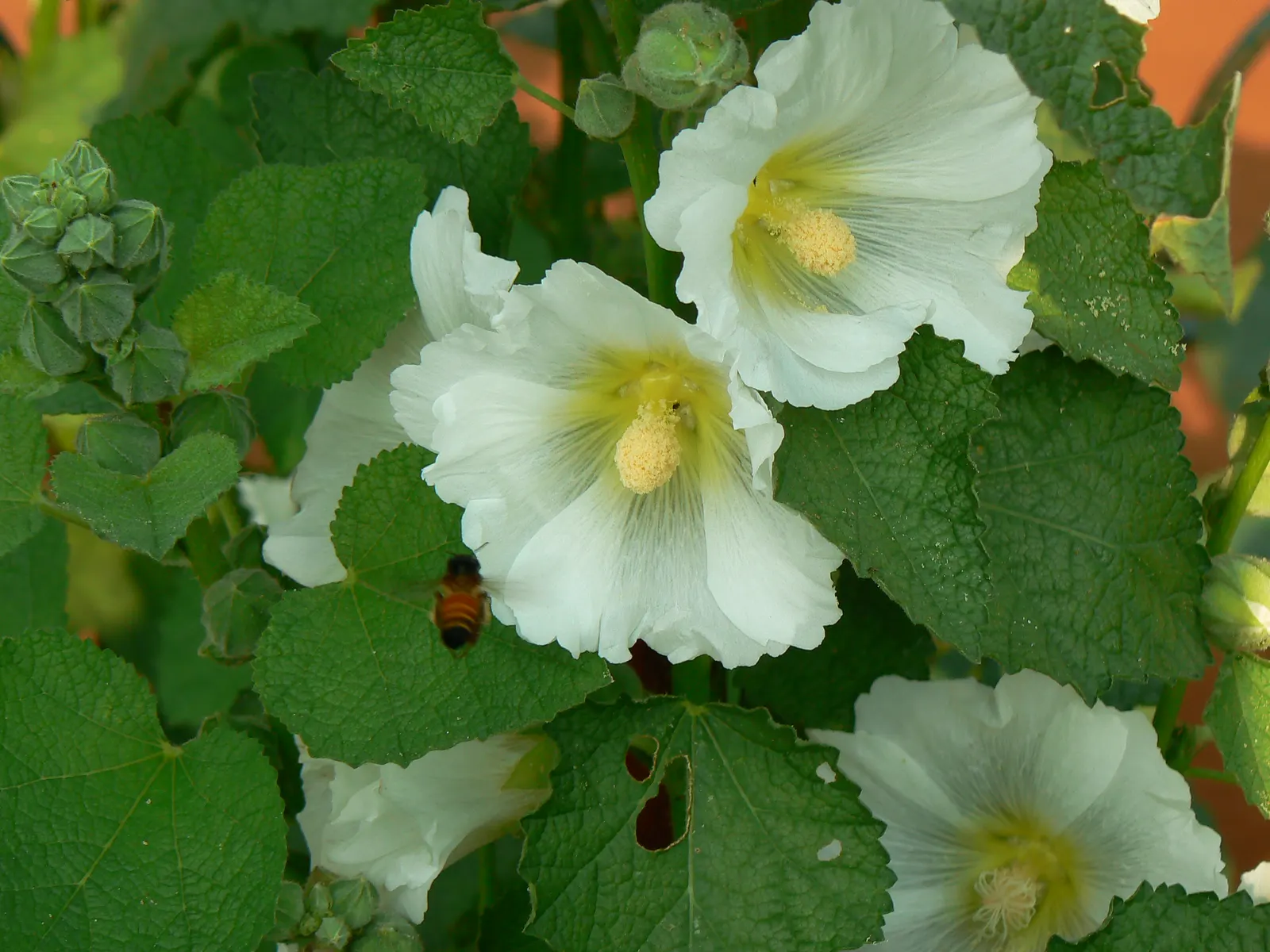Hollyhock (Alcea Rosea) — which can span up to 8 inches in diameter; green base from which the tall stalks emerge, image 59