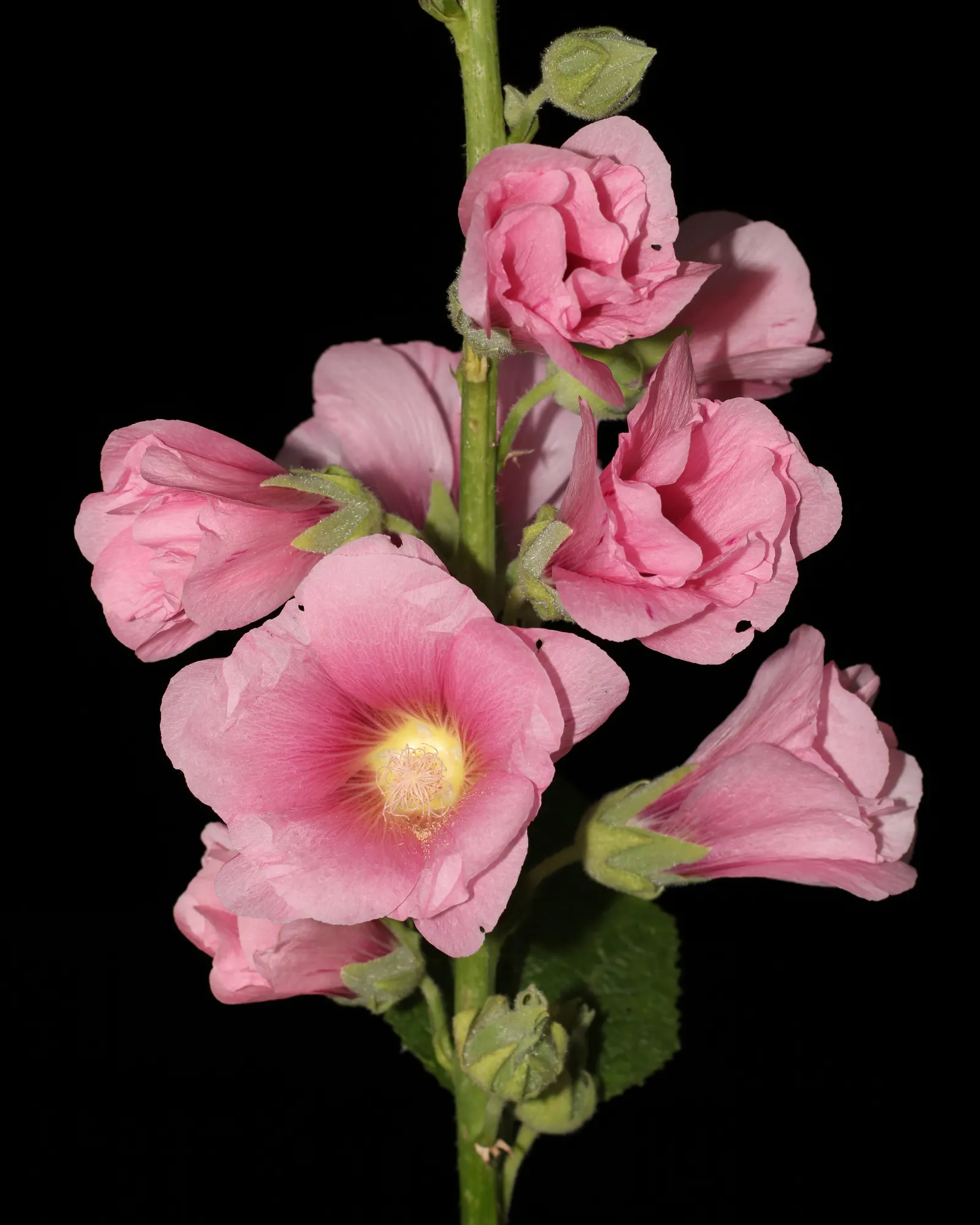 Hollyhock (Alcea Rosea) — Plant in well-drained soil at 18-24 inch intervals; perennial for full, image 54
