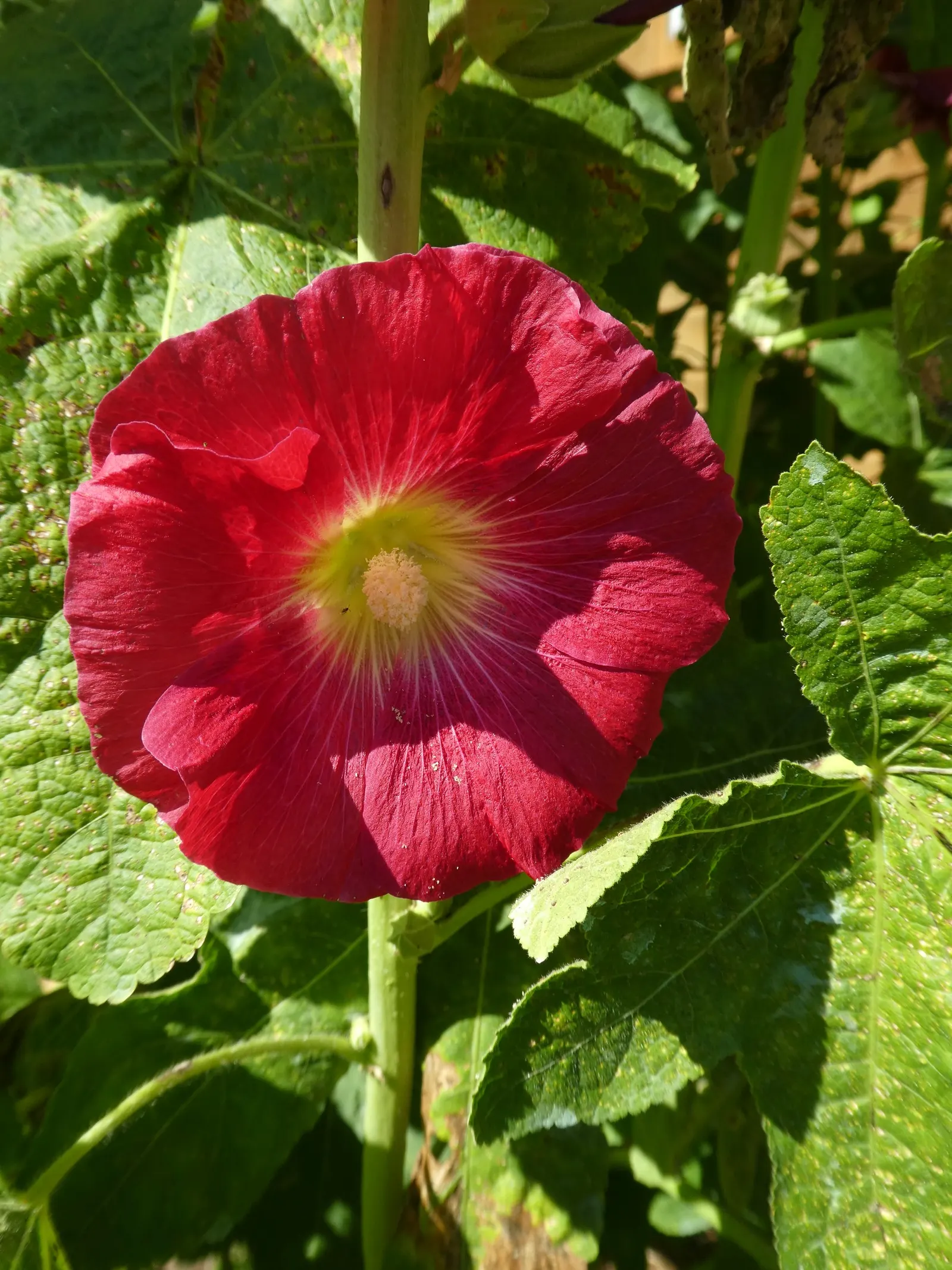 Hollyhock (Alcea Rosea) — reaching up to 5-8 feet tall; the plant is renowned for its towering spires adorned with a profusion of colorful blooms, image 127