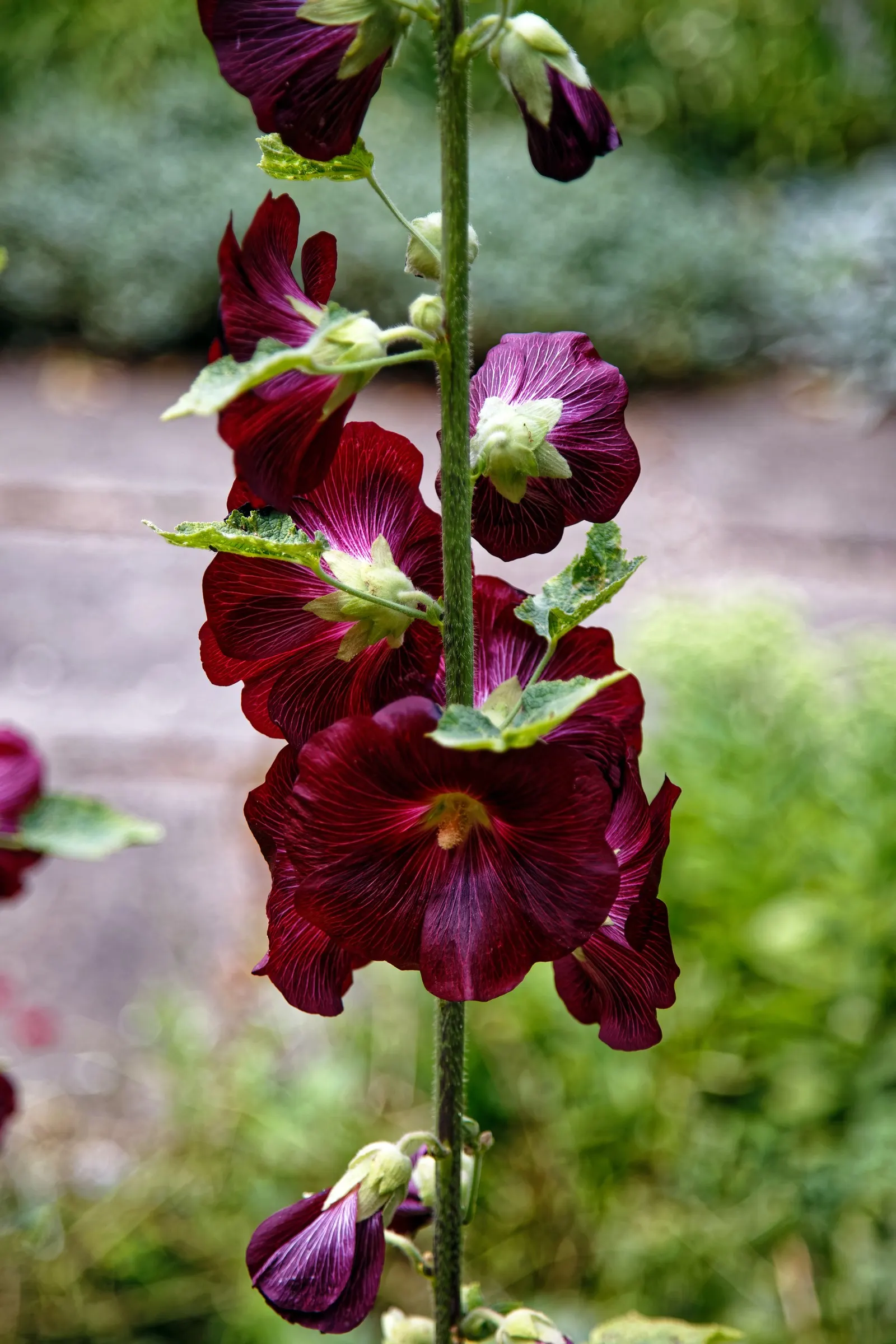 Hollyhock (Alcea Rosea) — Hollyhocks typically grow to an impressive height ranging from 6 to 8 feet; its large, showy blossoms appear in a variety of colors