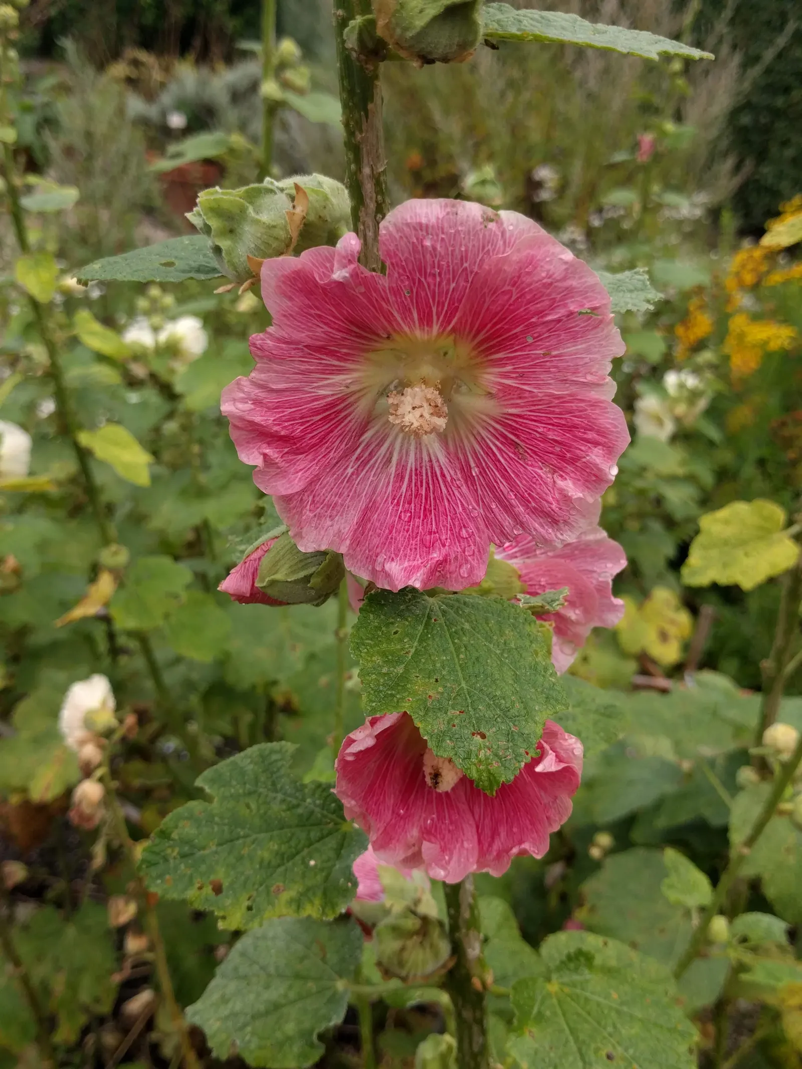 Hollyhock (Alcea Rosea) — each flower spanning an average of 3 to 5 inches across; scientifically known as Alcea rosea, image 62