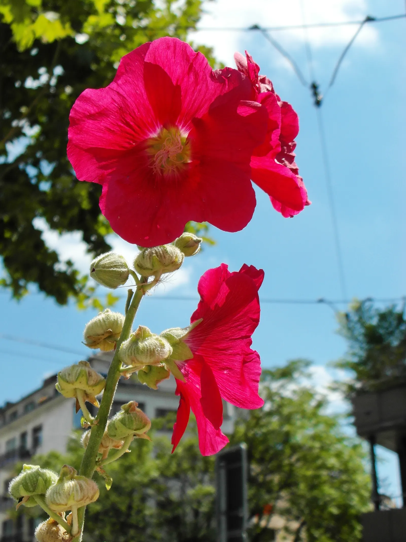 Hollyhock (Alcea Rosea) — Hollyhocks thrive in full sun and prefer well-drained; reaching up to 5-8 feet tall, image 65