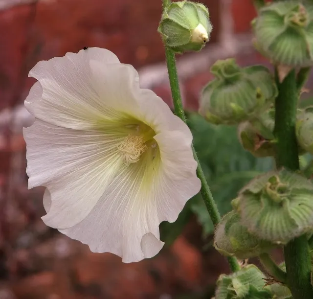 Hollyhock (Alcea Rosea) — perennial with pink and red blooms; hollyhocks thrive in full sun and prefer well-drained