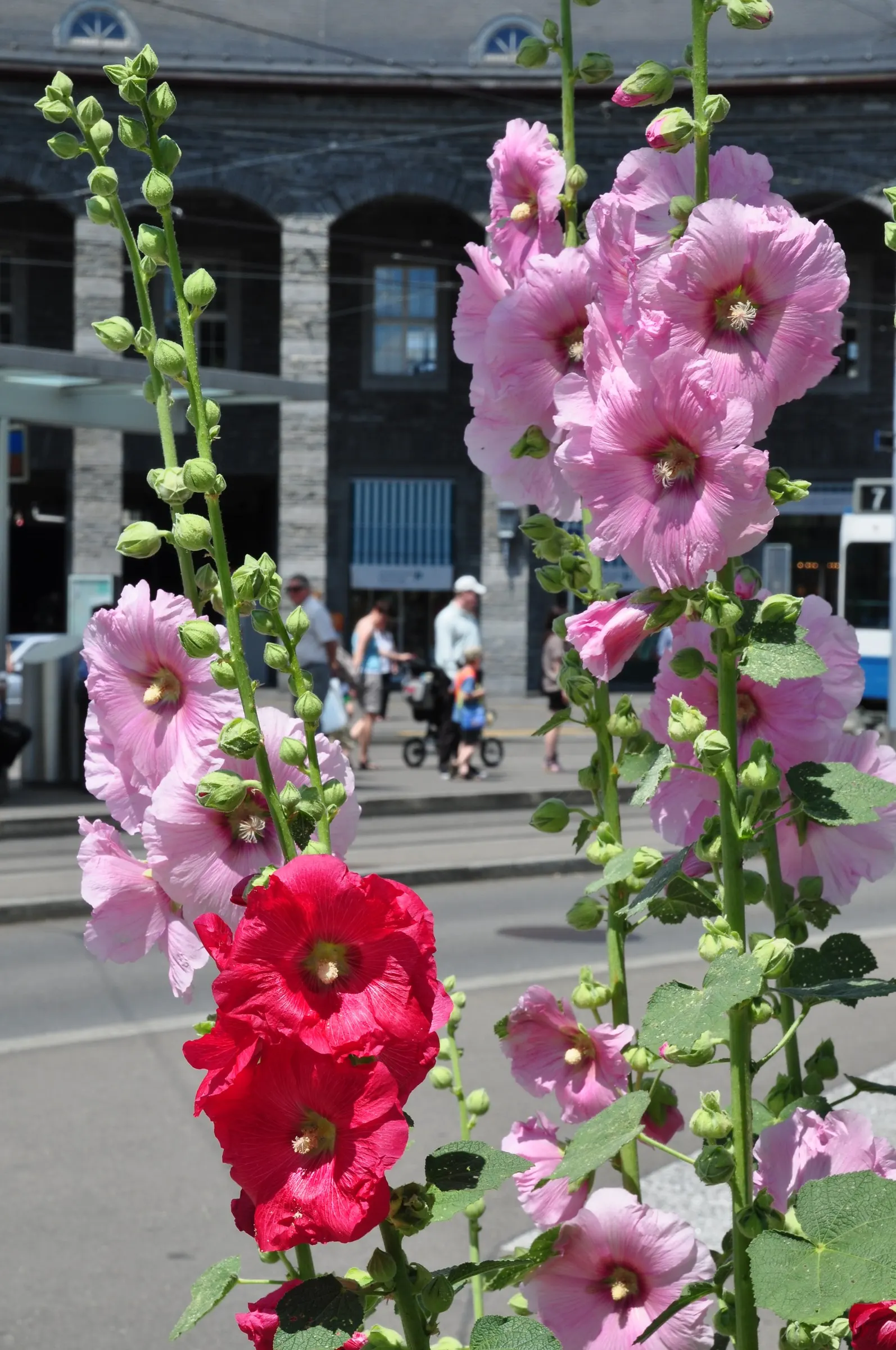 Hollyhock (Alcea Rosea) — Plant in well-drained soil at 18-24 inch intervals; perennial for full, image 104