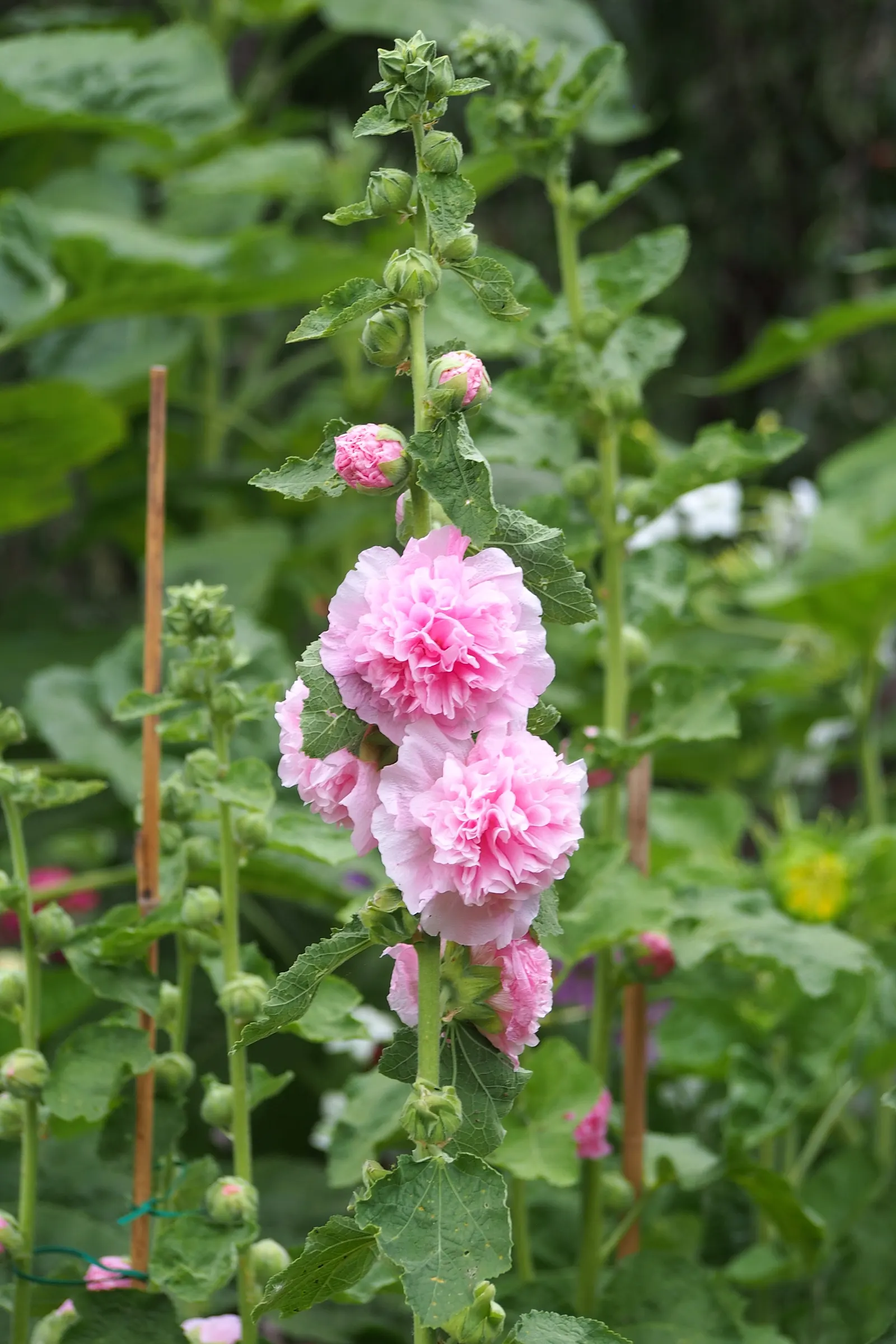 Hollyhock (Alcea Rosea) — perennial with pink and red blooms; hollyhocks thrive in full sun and prefer well-drained, image 124
