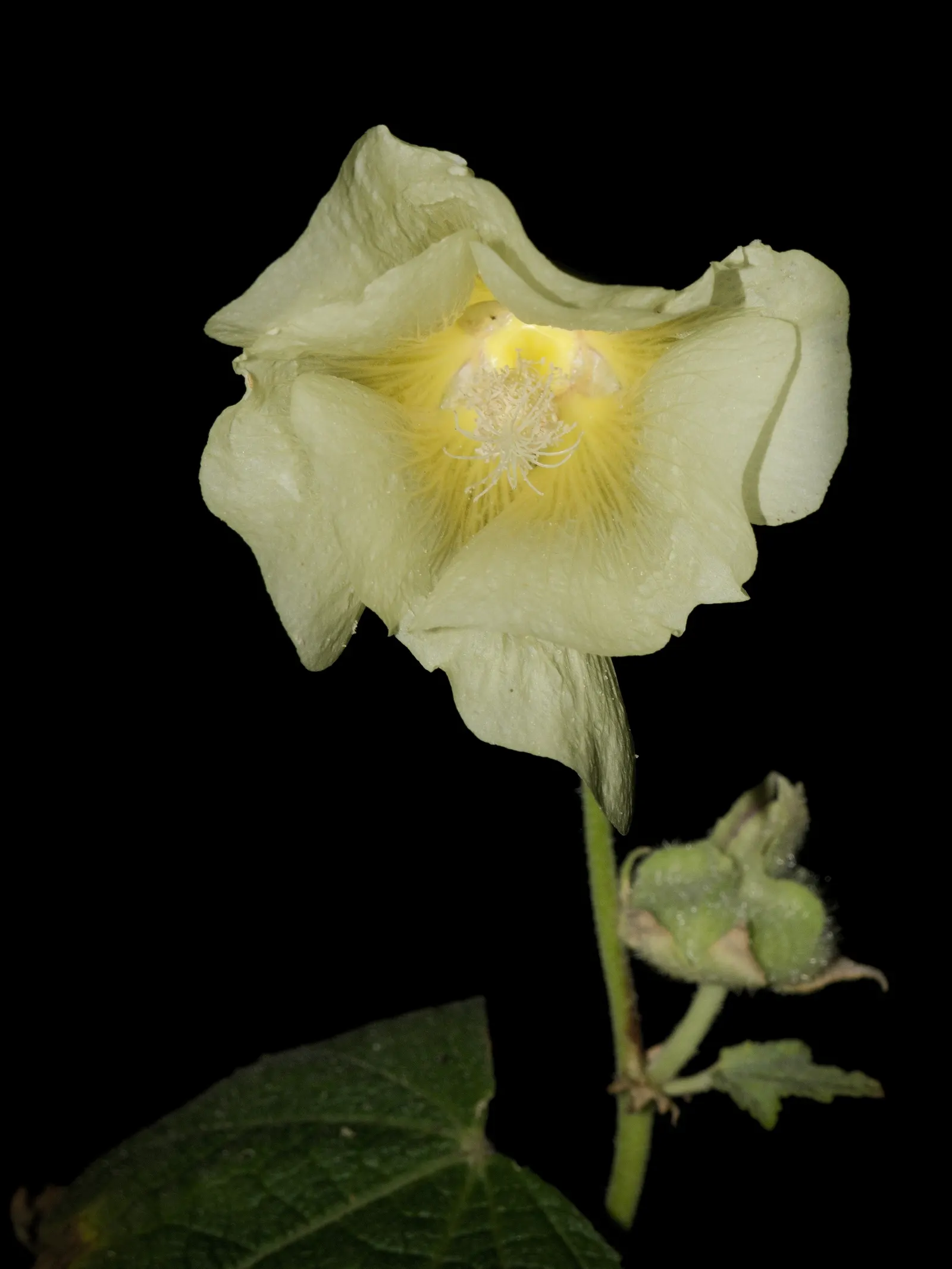 Hollyhock (Alcea Rosea) — is an eye-catching herbaceous perennial that can bring a touch of old-fashioned charm to any landscape design; hollyhocks, image 57