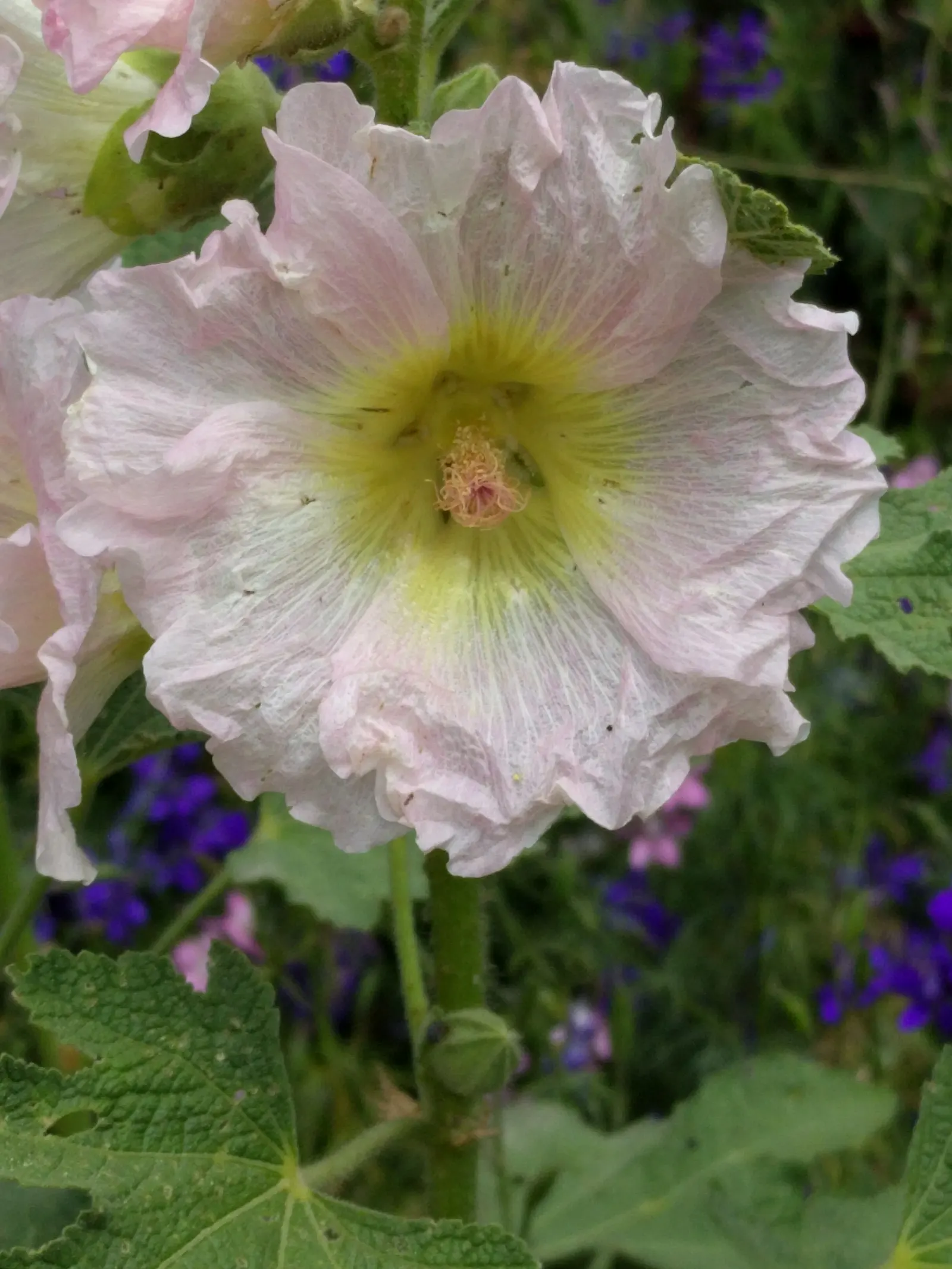 Hollyhock (Alcea Rosea) — The plant is renowned for its towering spires adorned with a profusion of colorful blooms; perennial with pink and red, image 111