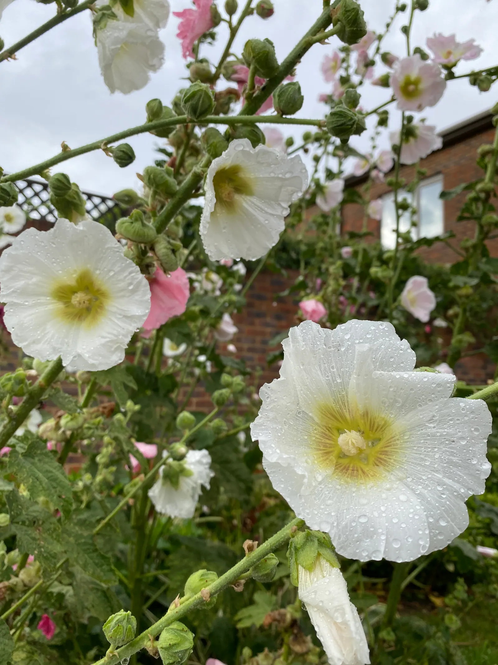 Hollyhock (Alcea Rosea) — green base from which the tall stalks emerge; it is essential to provide ample space between plants