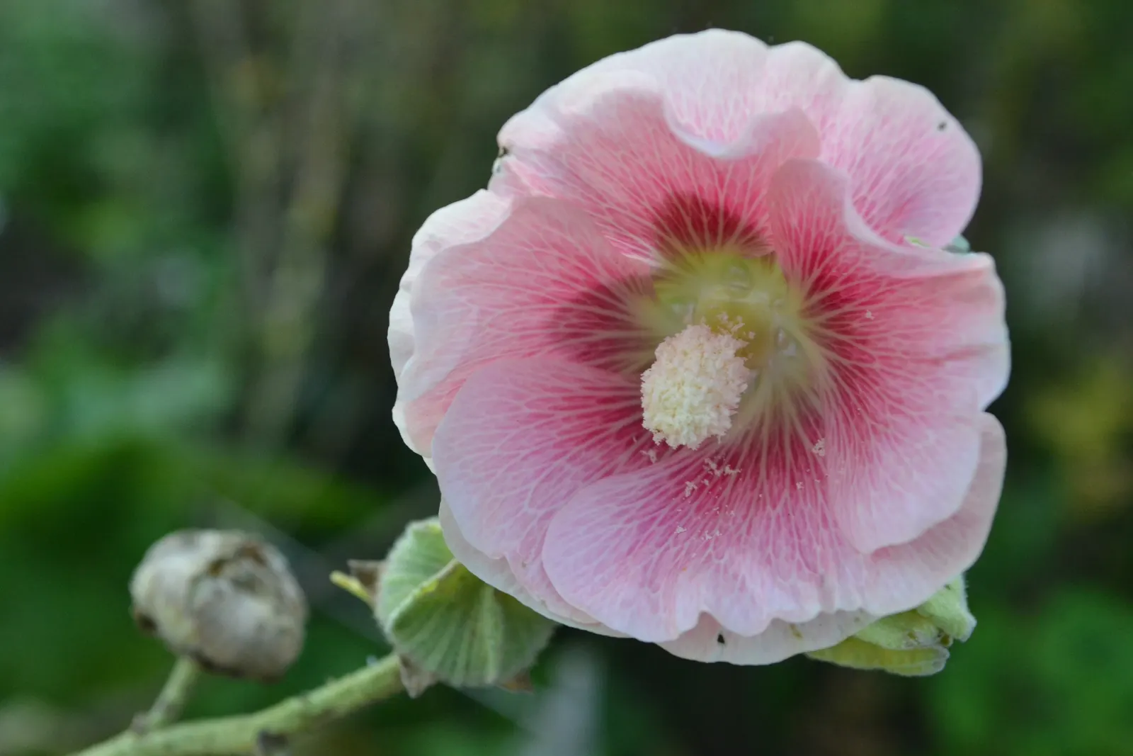 Hollyhock (Alcea Rosea) — usually around 18 to 24 inches; pink and red flowers in the garden, image 93