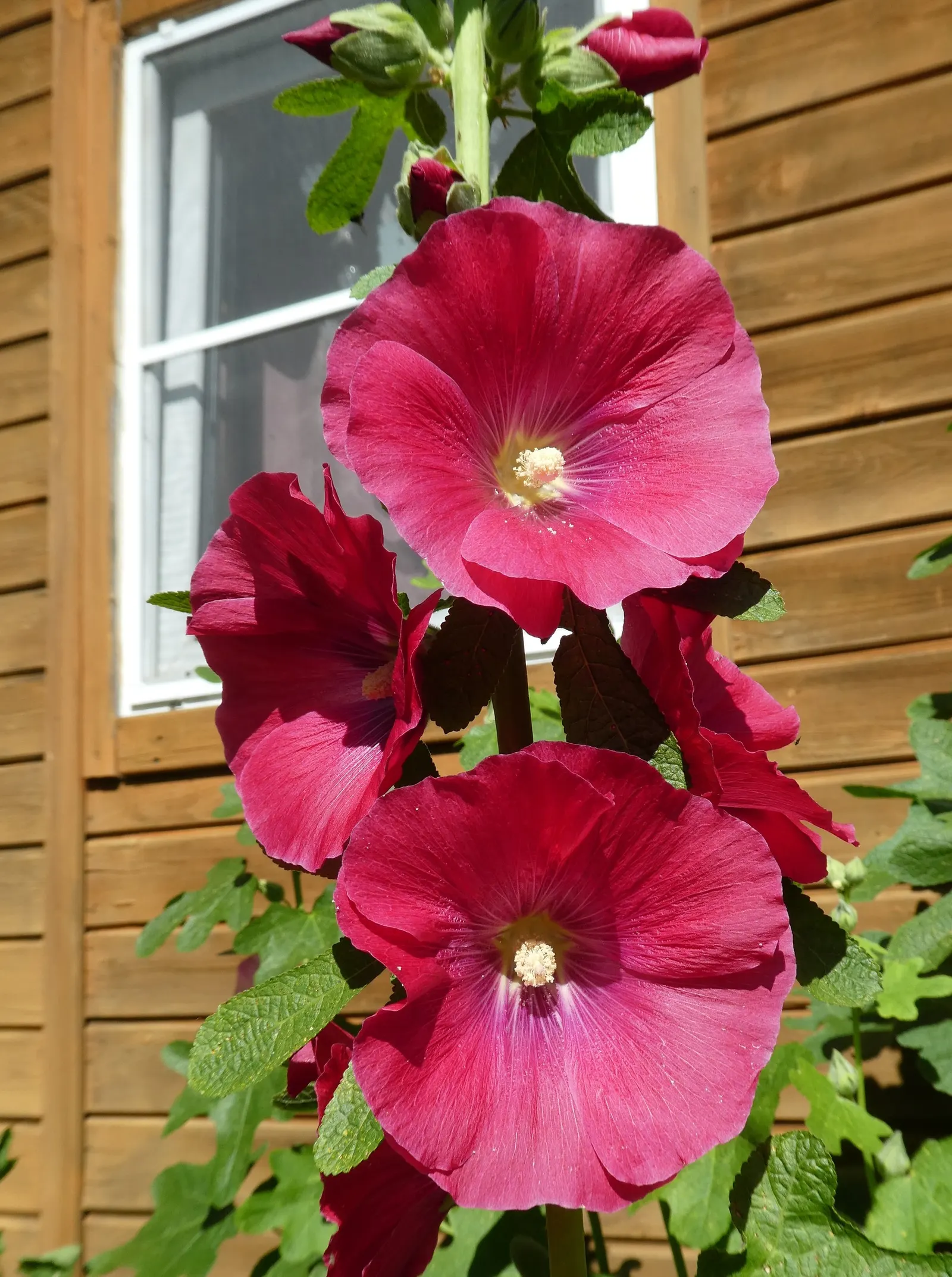Hollyhock (Alcea Rosea) — The plant is renowned for its towering spires adorned with a profusion of colorful blooms; perennial with pink and red, image 61