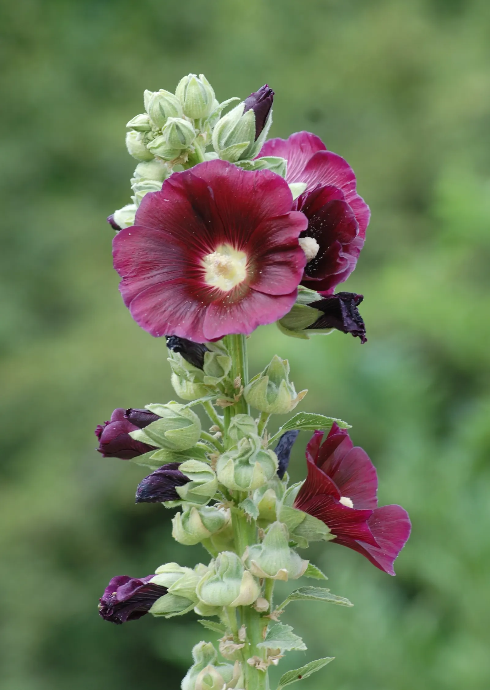 Hollyhock (Alcea Rosea) — reaching up to 5-8 feet tall; the plant is renowned for its towering spires adorned with a profusion of colorful blooms, image 102