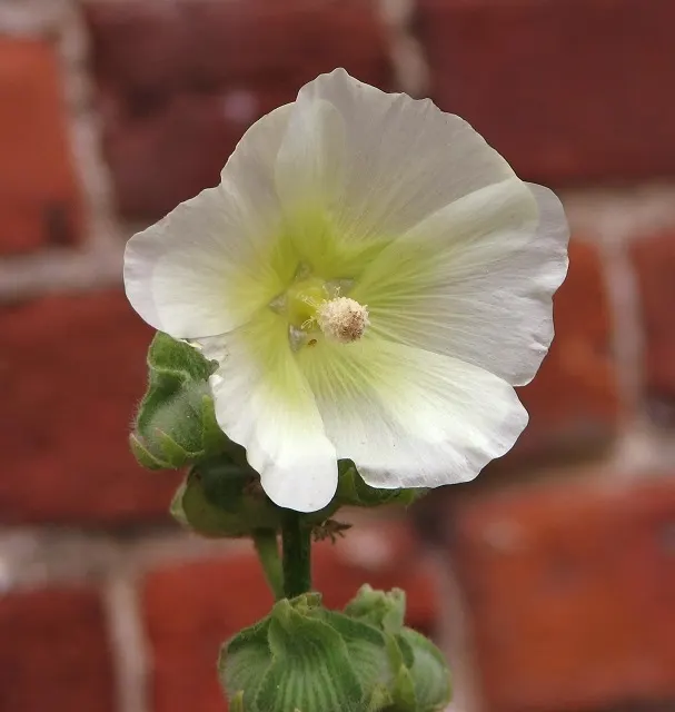 Hollyhock (Alcea Rosea) — reaching up to 5-8 feet tall; the plant is renowned for its towering spires adorned with a profusion of colorful blooms, image 52