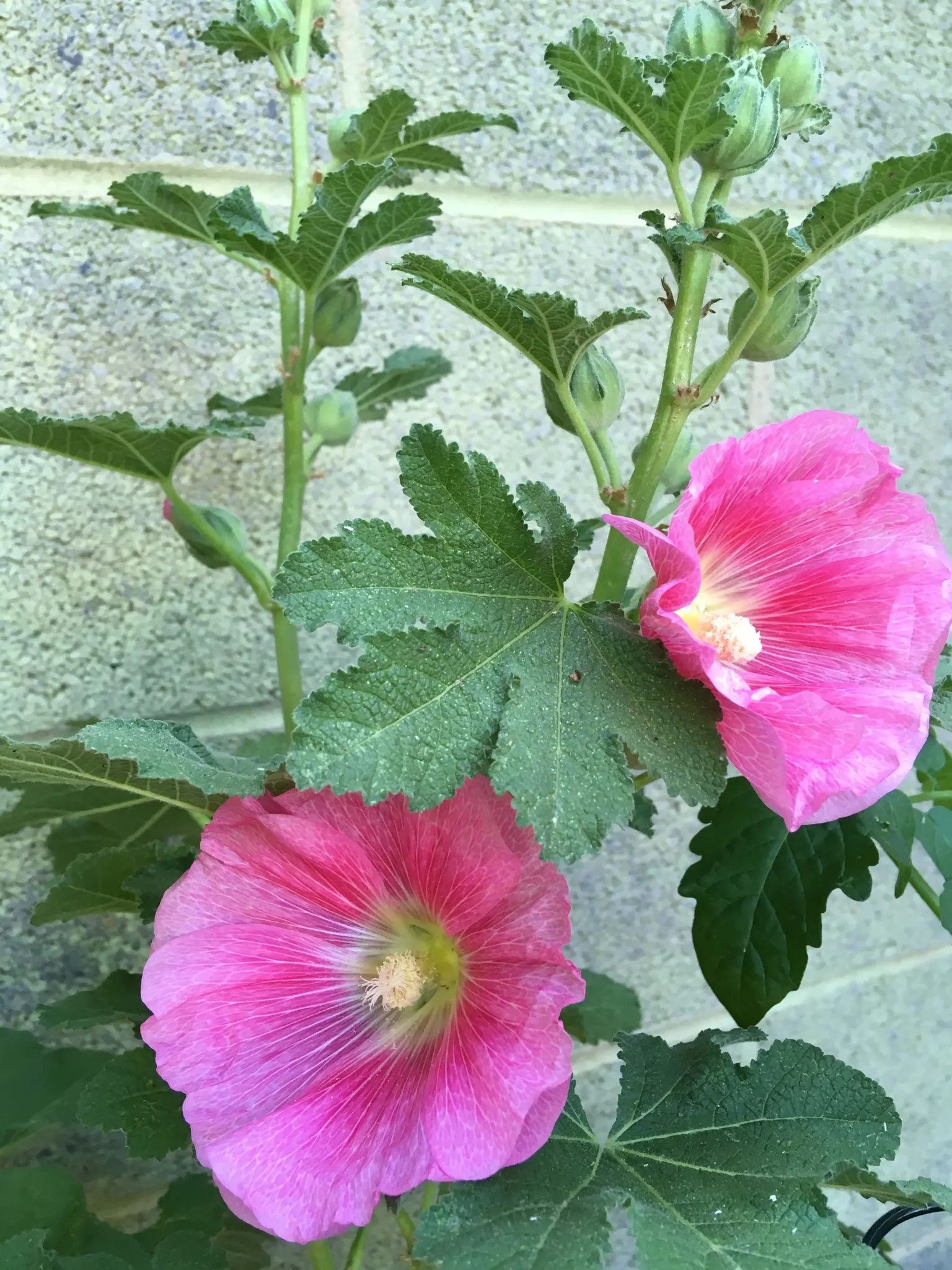 Hollyhock (Alcea Rosea) — perennial for full; which ensures their presence in the garden year after year, image 75