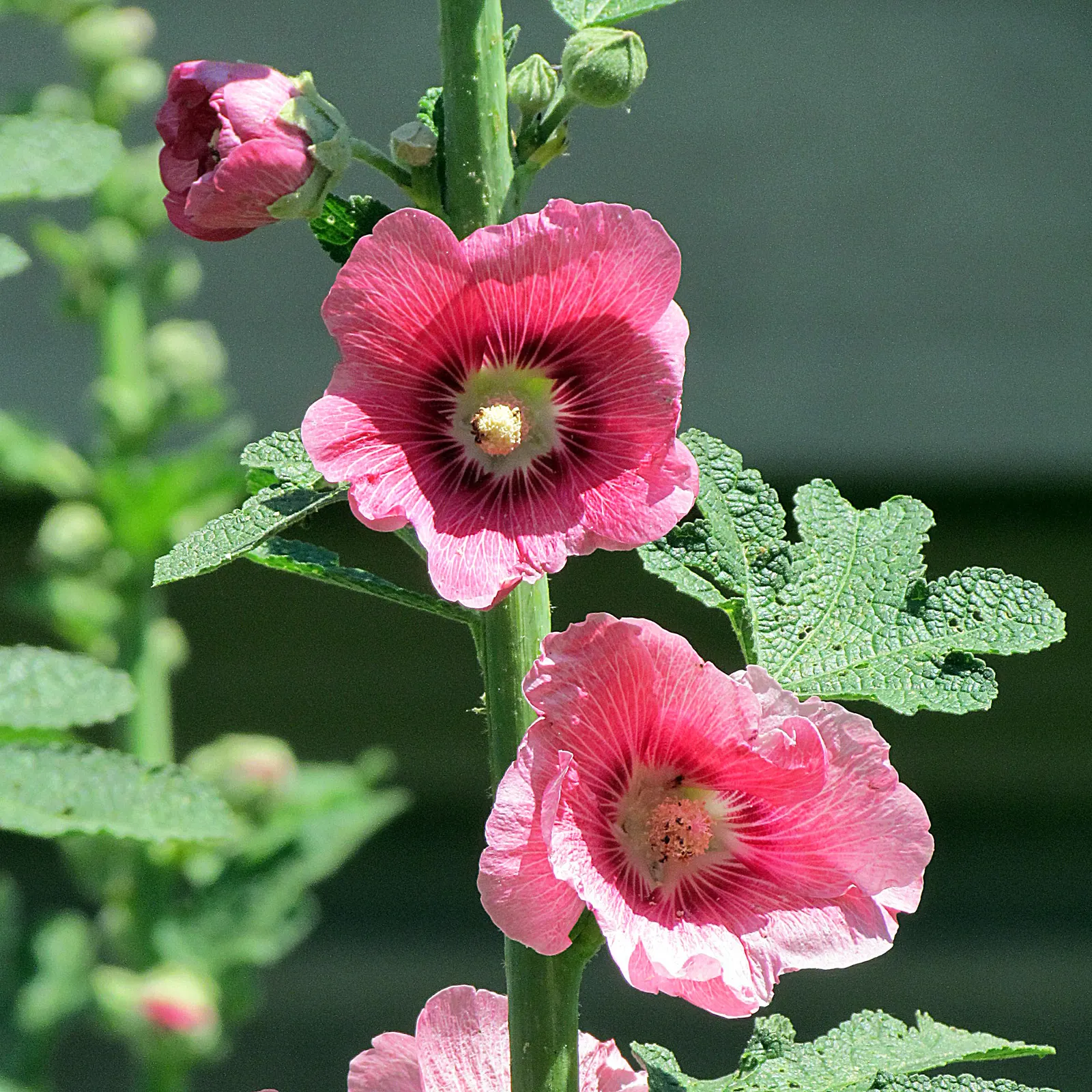 Hollyhock (Alcea Rosea) — perennial for full; which ensures their presence in the garden year after year