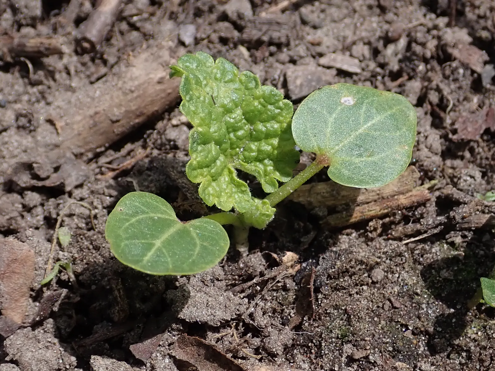 Hollyhock (Alcea Rosea) — which can span up to 8 inches in diameter; green base from which the tall stalks emerge, image 84