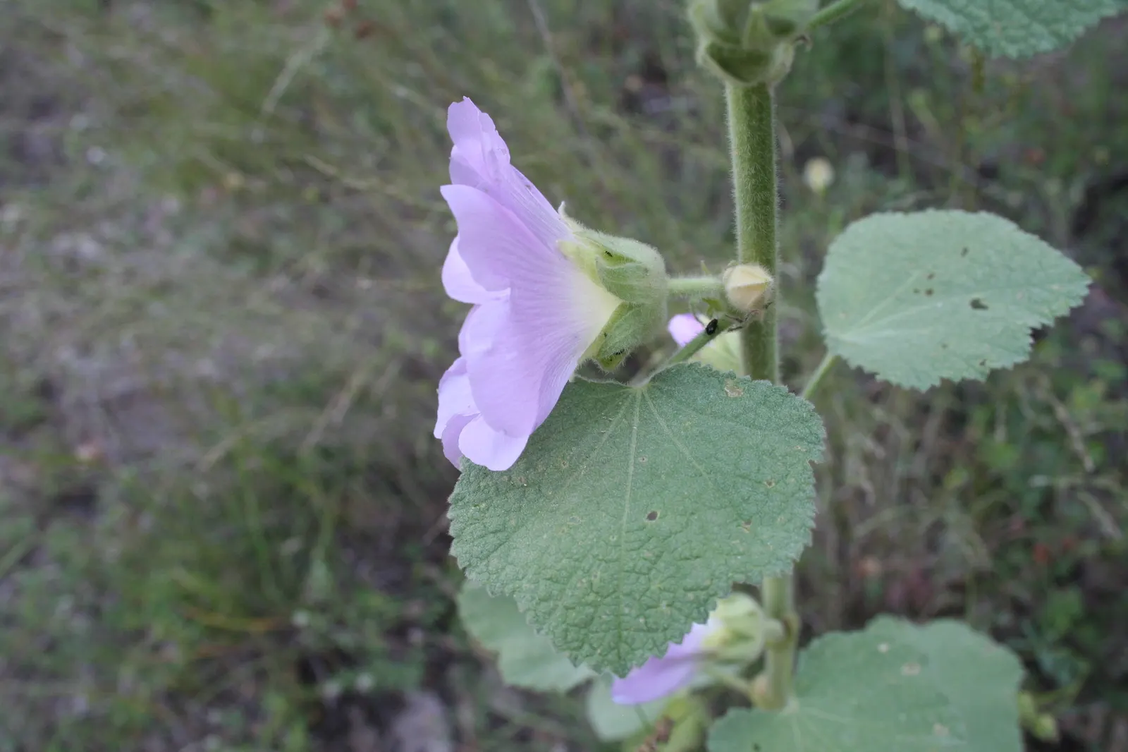 Hollyhock (Alcea Rosea) — Plant in well-drained soil at 18-24 inch intervals; perennial for full, image 129