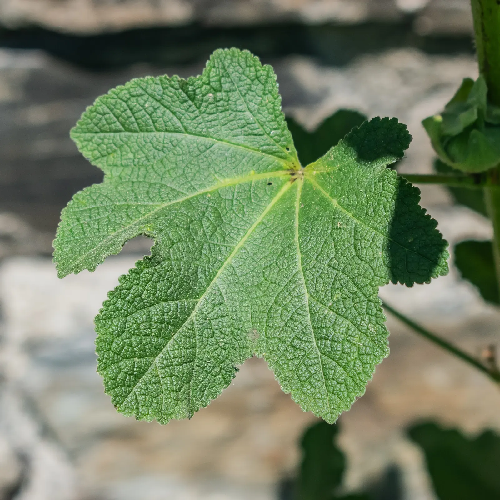 Hollyhock (Alcea Rosea) — Its large, showy blossoms appear in a variety of colors from July to September, flourishing in full sun; usually around, image 128