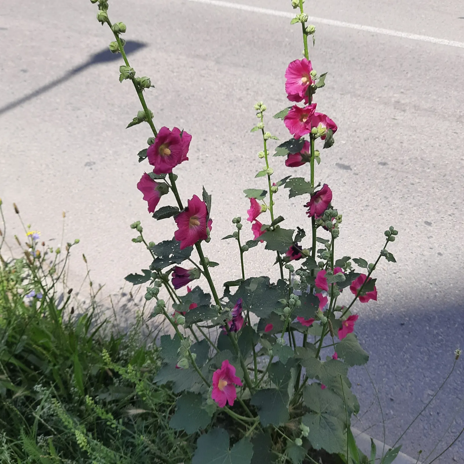 Hollyhock (Alcea Rosea) — perennial for full