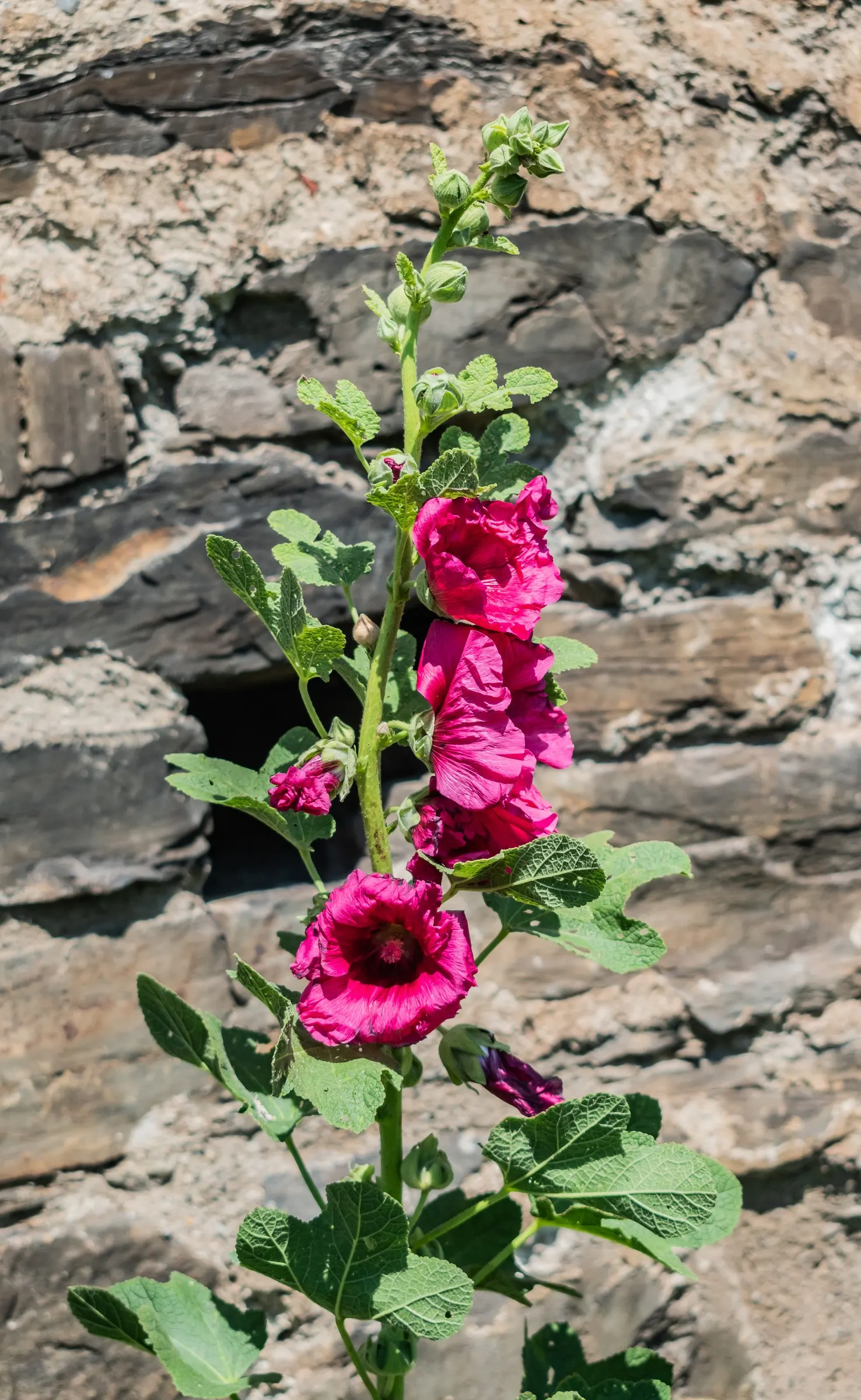Hollyhock (Alcea Rosea) — to help promote air circulation and prevent rust; it attracts pollinators and adds vertical interest to borders or as a, image 119