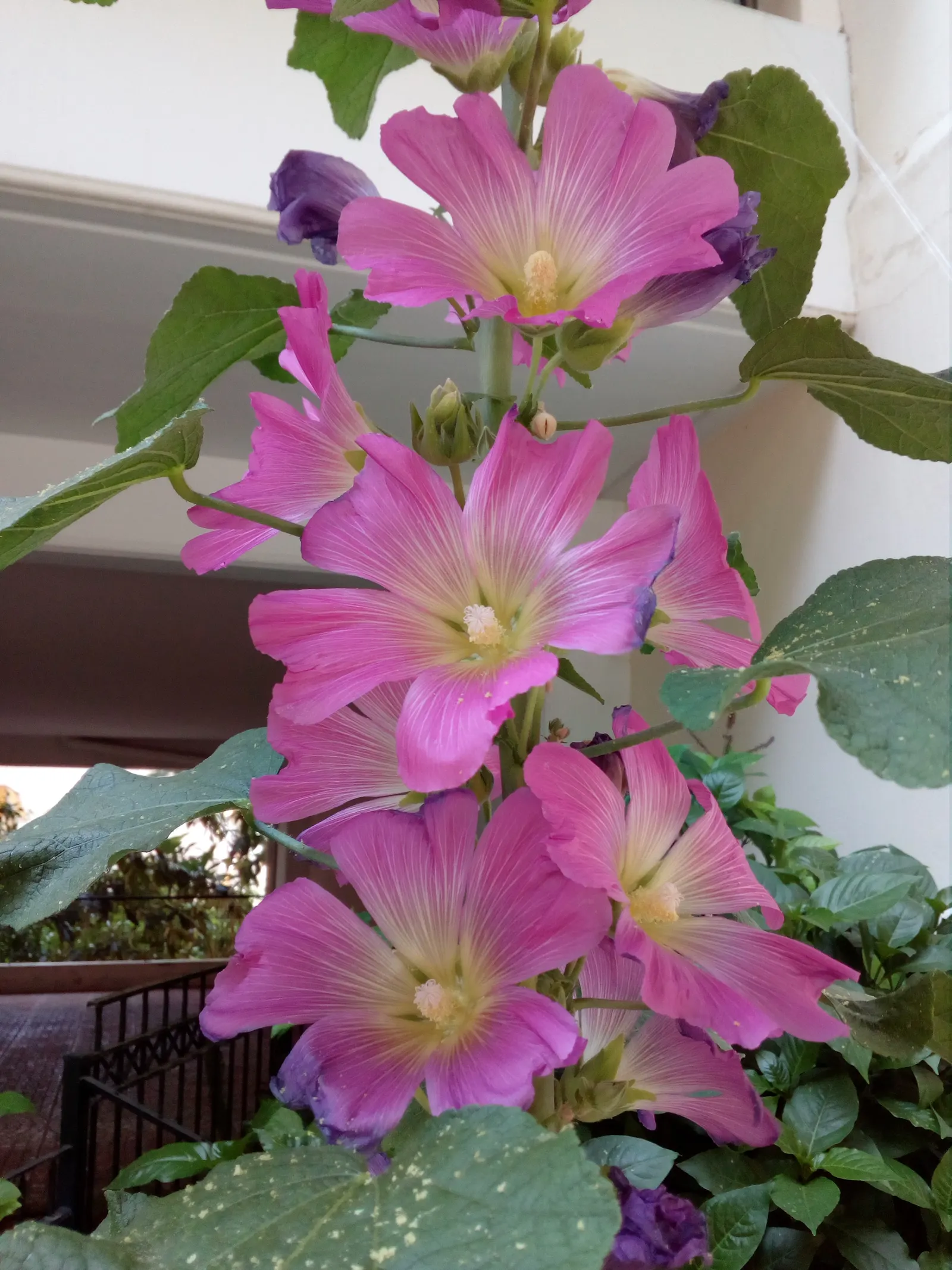Hollyhock (Alcea Rosea) — Hollyhocks typically grow to an impressive height ranging from 6 to 8 feet; its large, showy blossoms appear in a variety, image 108