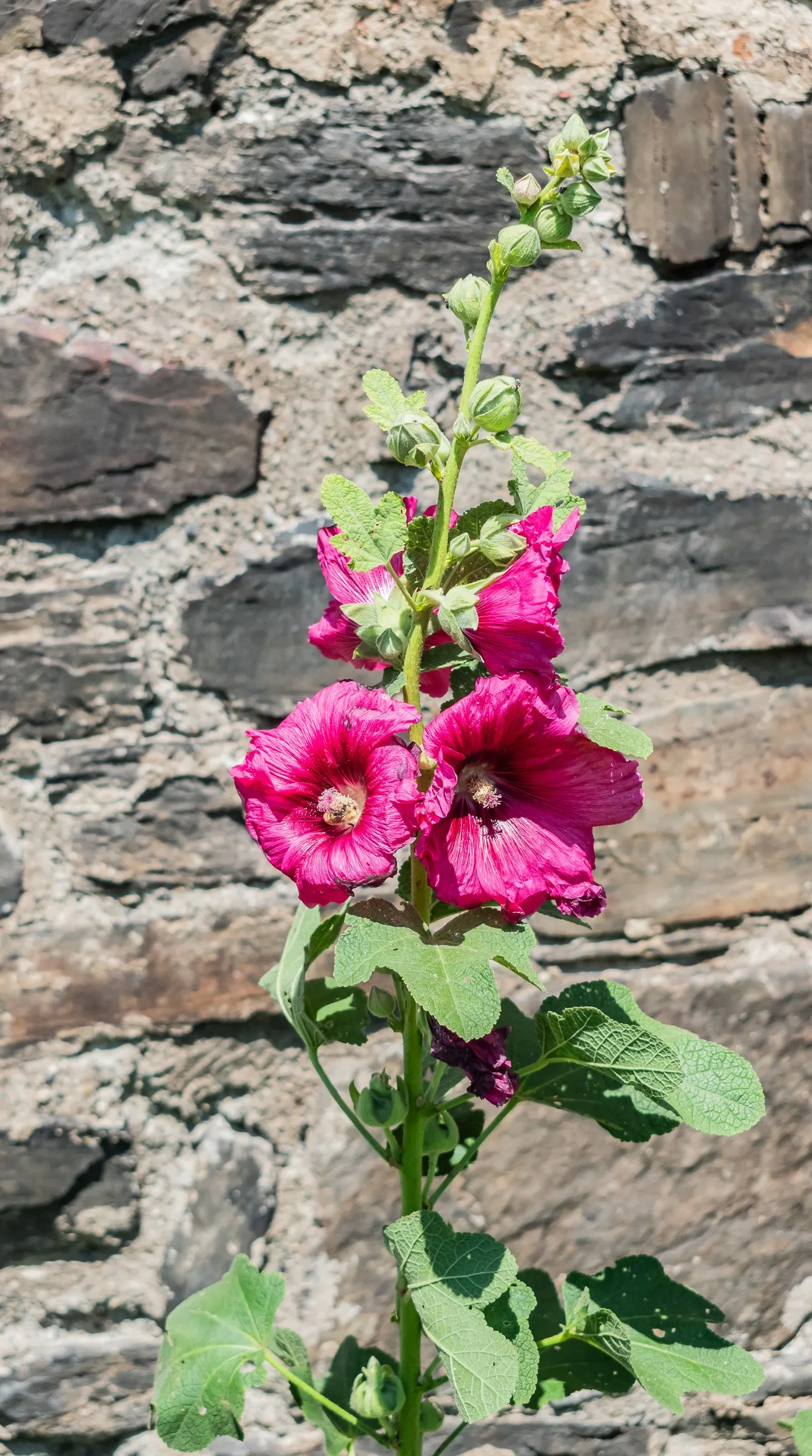 Hollyhock (Alcea Rosea) — They are hardy in USDA zones 3 to 8, tolerating a wide range of temperatures once established; which can span up to 8, image 66