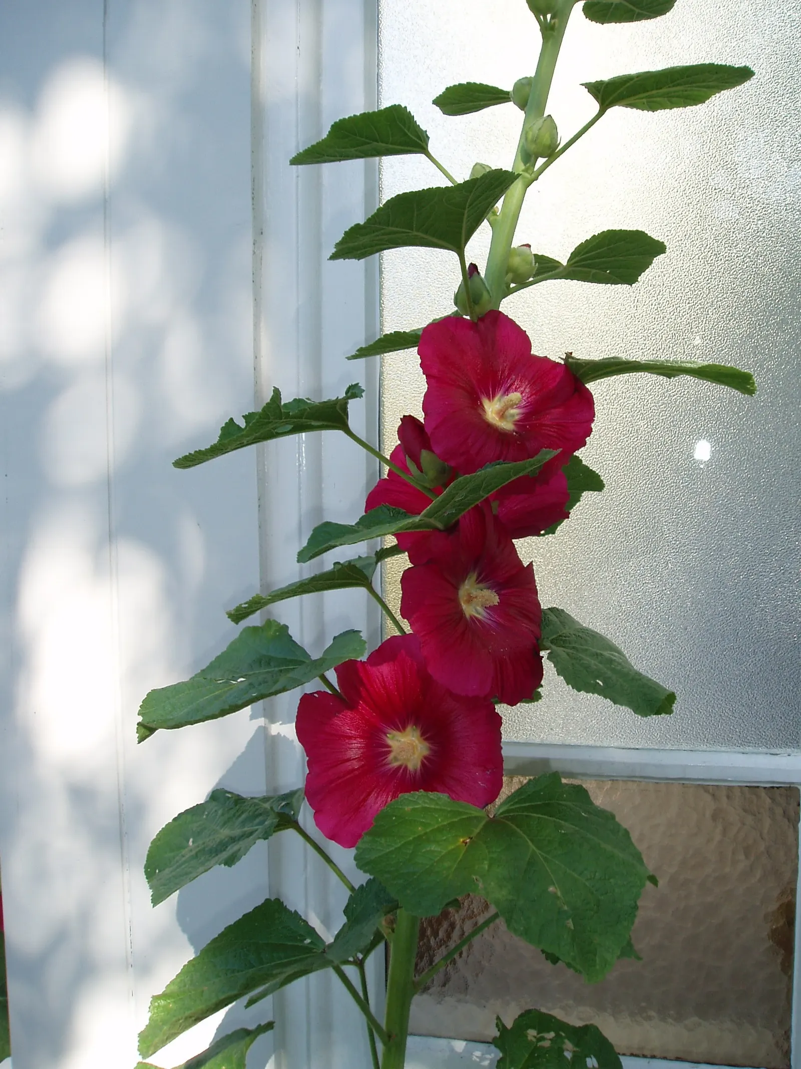 Hollyhock (Alcea Rosea) — and yellow.<br><br>Blooming from mid-summer to early fall