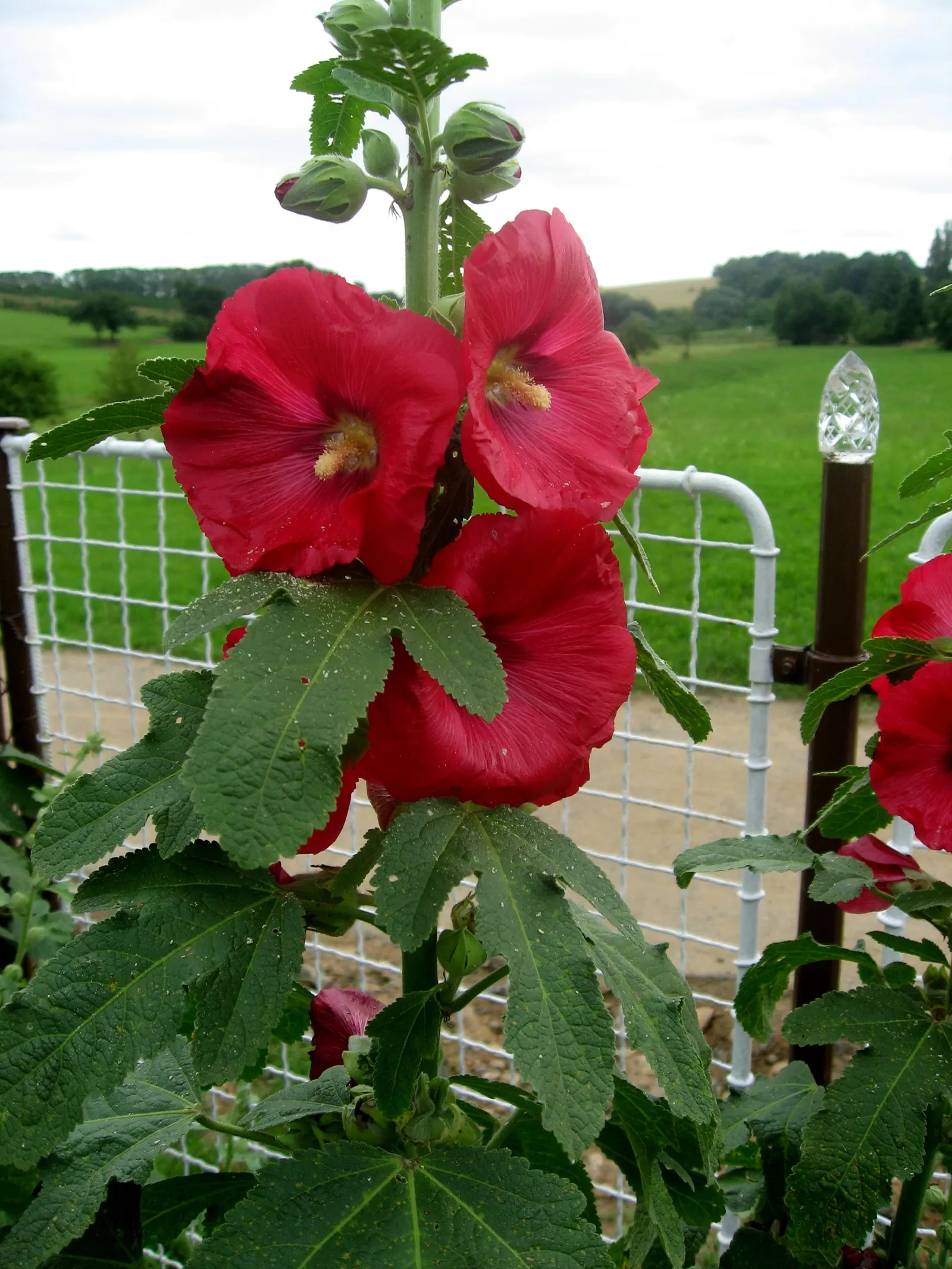 Hollyhock (Alcea Rosea) — Its large, showy blossoms appear in a variety of colors from July to September, flourishing in full sun; usually around, image 78