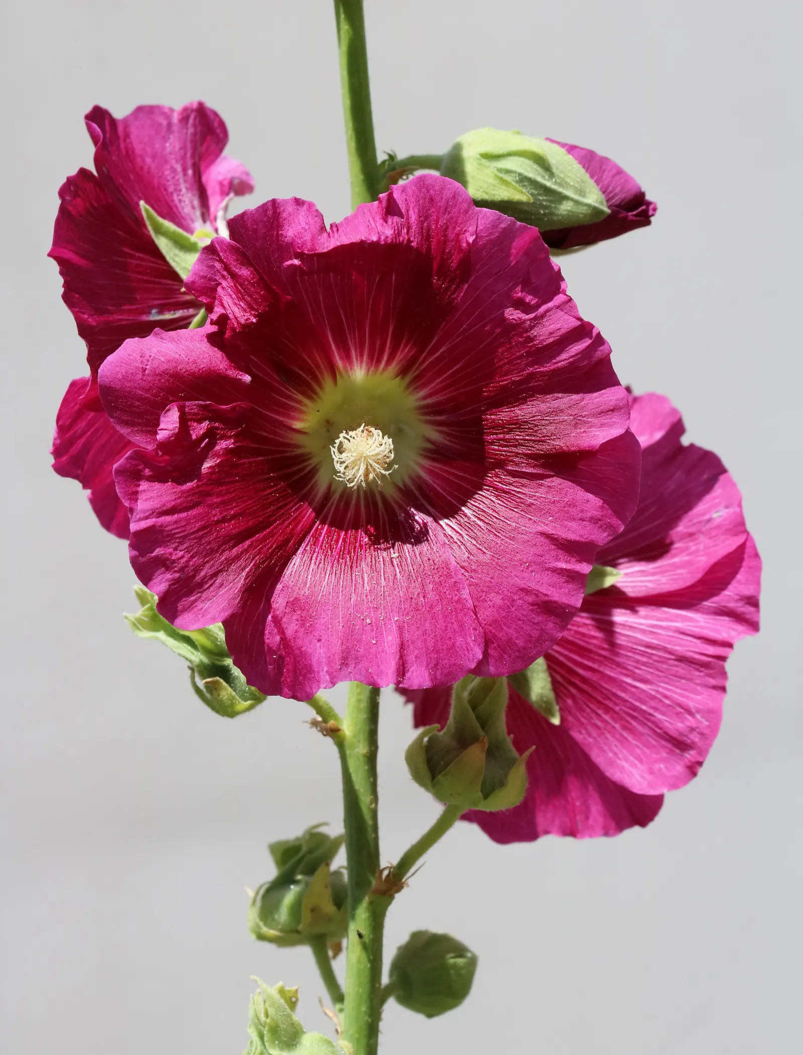Hollyhock (Alcea Rosea) — scientifically known as Alcea rosea