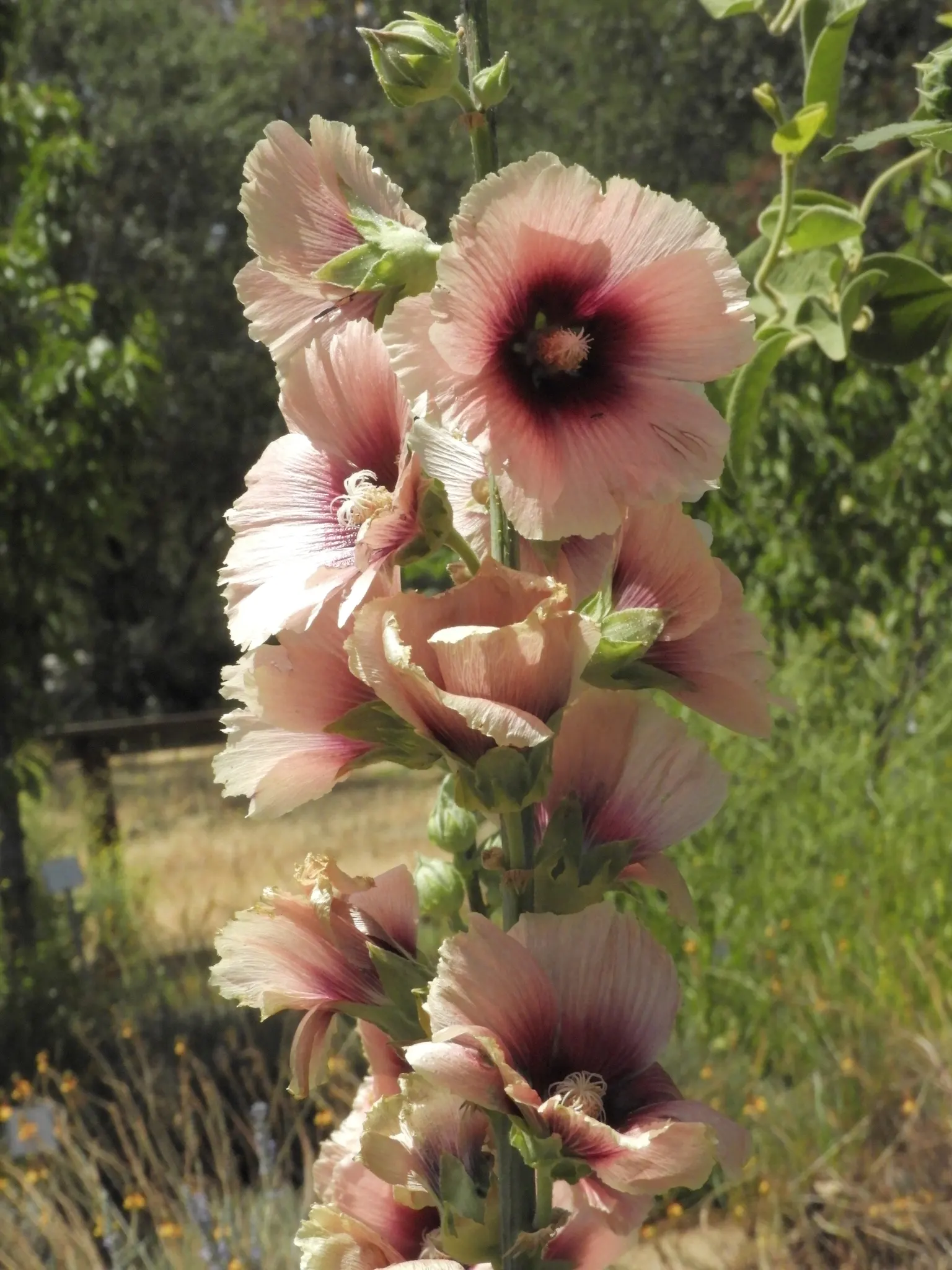 Hollyhock (Alcea Rosea) — is an ornamental biennial known for its towering presence; plant in well-drained soil at 18-24 inch intervals, image 126