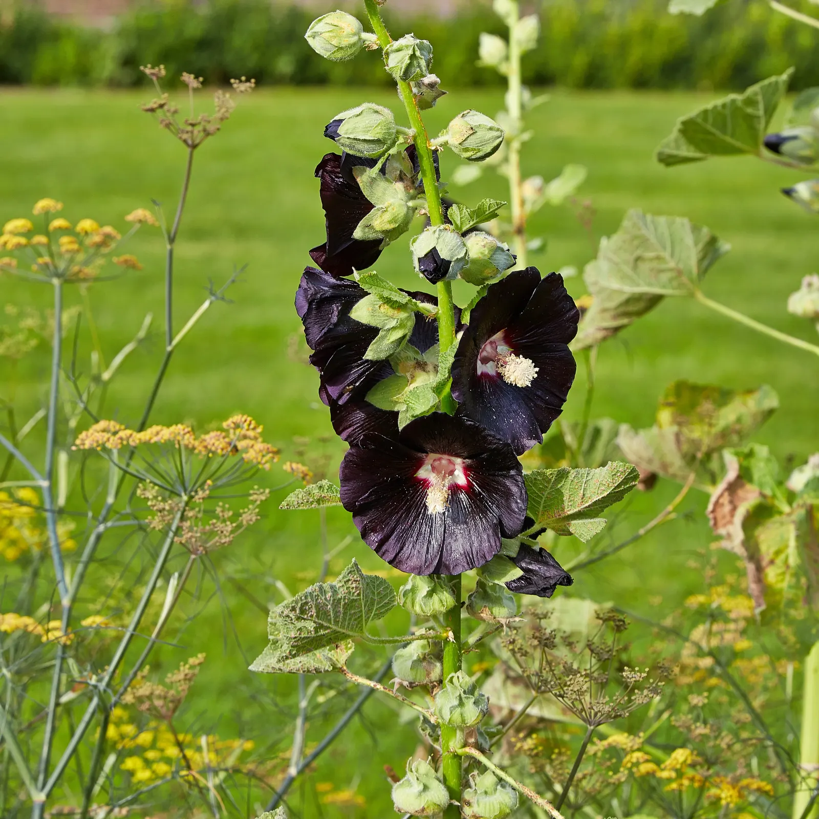 Hollyhock (Alcea Rosea) — green base from which the tall stalks emerge; it is essential to provide ample space between plants, image 85