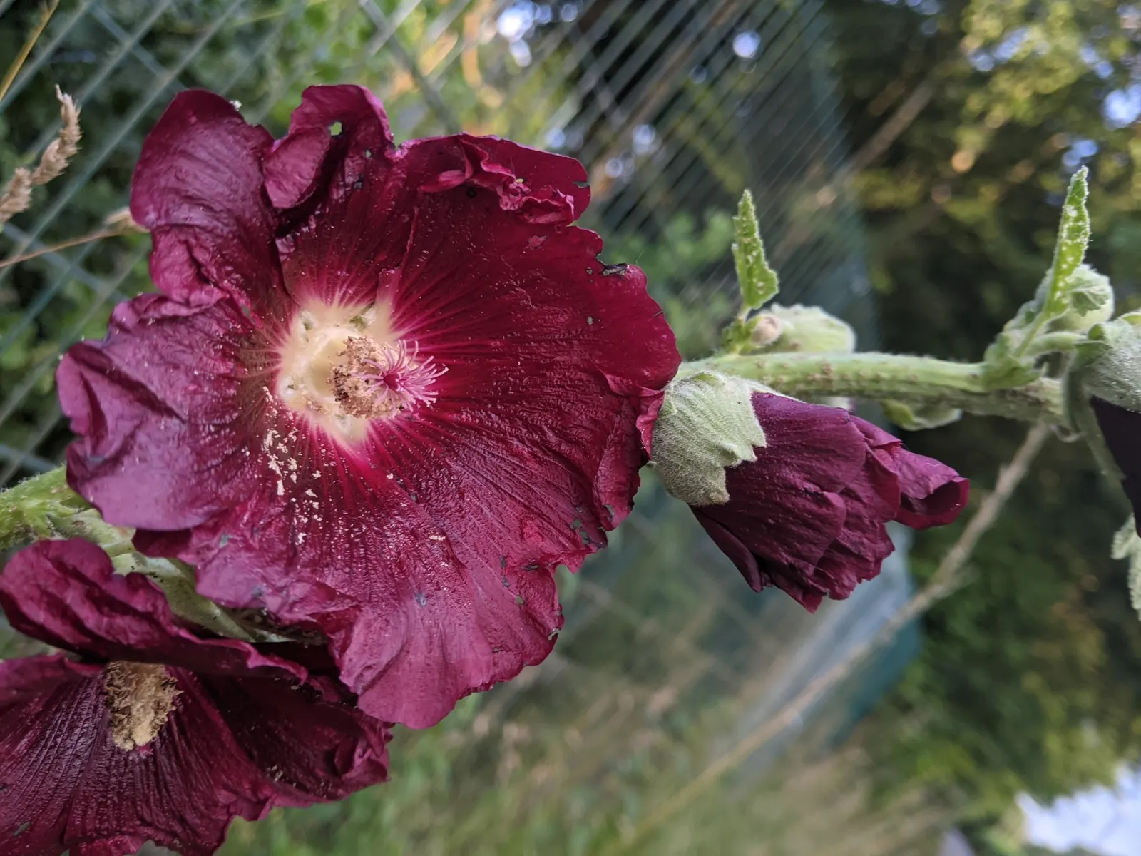 Hollyhock (Alcea Rosea) — Plant in well-drained soil at 18-24 inch intervals
