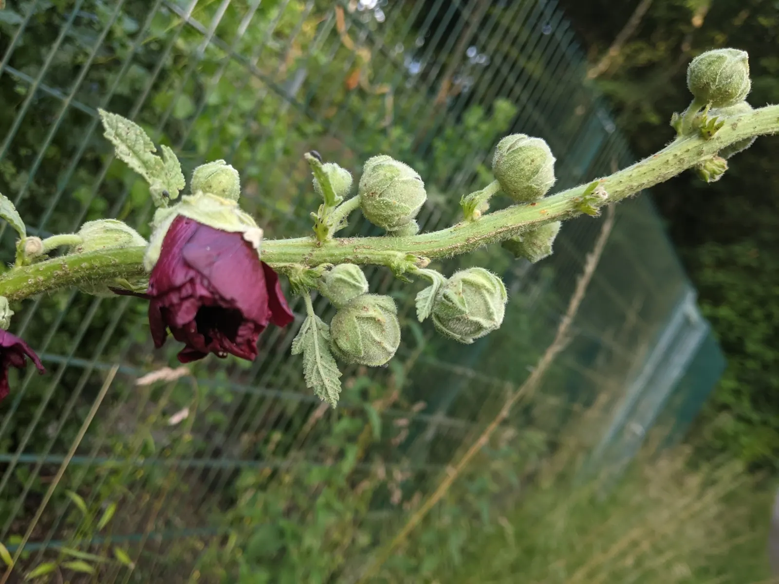 Hollyhock (Alcea Rosea) — The plant is renowned for its towering spires adorned with a profusion of colorful blooms
