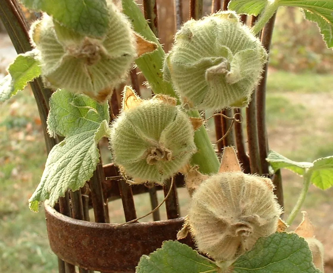 Hollyhock (Alcea Rosea) — is an eye-catching herbaceous perennial that can bring a touch of old-fashioned charm to any landscape design; hollyhocks are