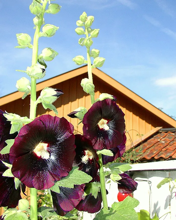 Hollyhock (Alcea Rosea) — which can span up to 8 inches in diameter
