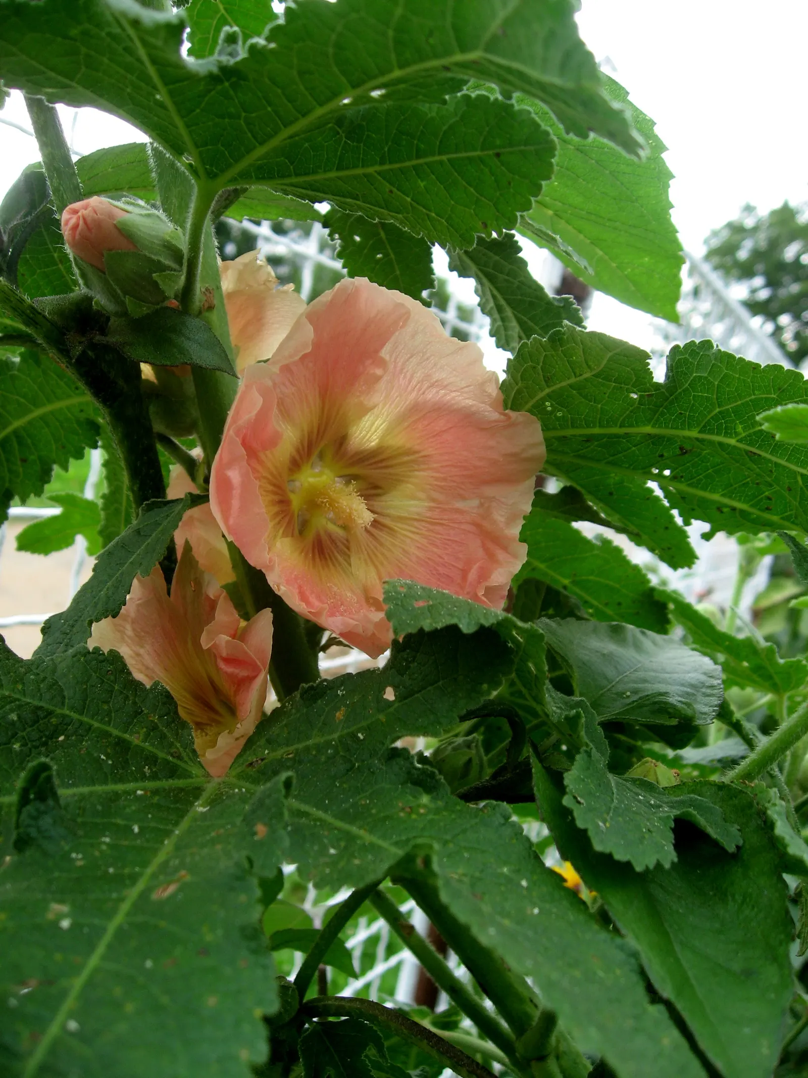 Hollyhock (Alcea Rosea) — Its large, showy blossoms appear in a variety of colors from July to September, flourishing in full sun