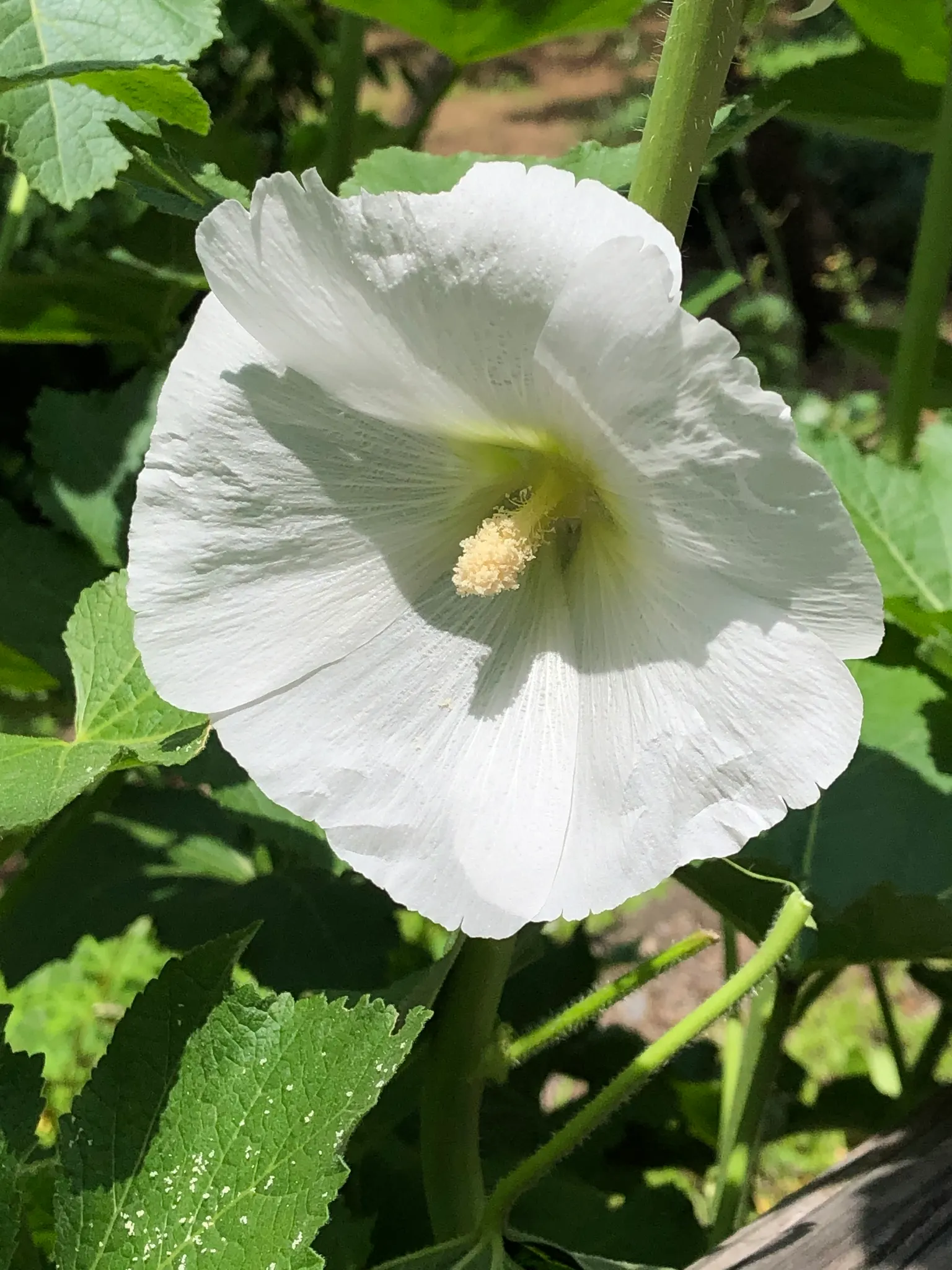 Hollyhock (Alcea Rosea) — perennial for full; which ensures their presence in the garden year after year, image 125
