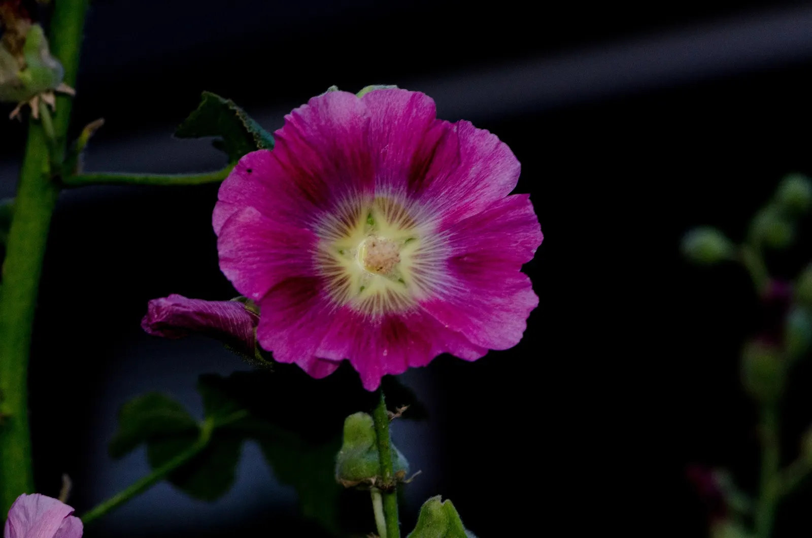 Hollyhock (Alcea Rosea) — pink and red flowers in the garden