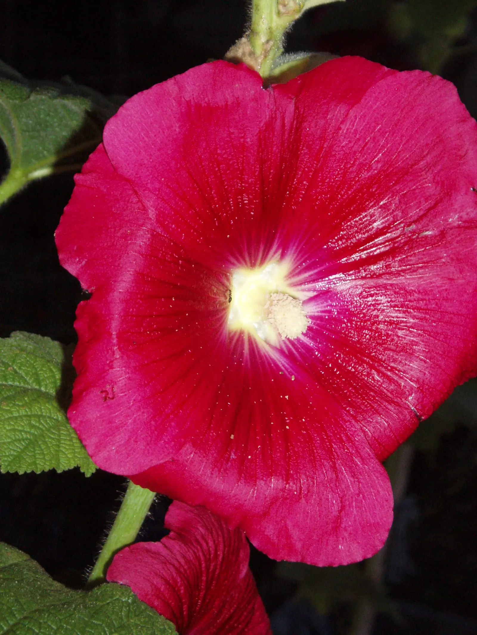Hollyhock (Alcea Rosea) — green base from which the tall stalks emerge; it is essential to provide ample space between plants, image 110