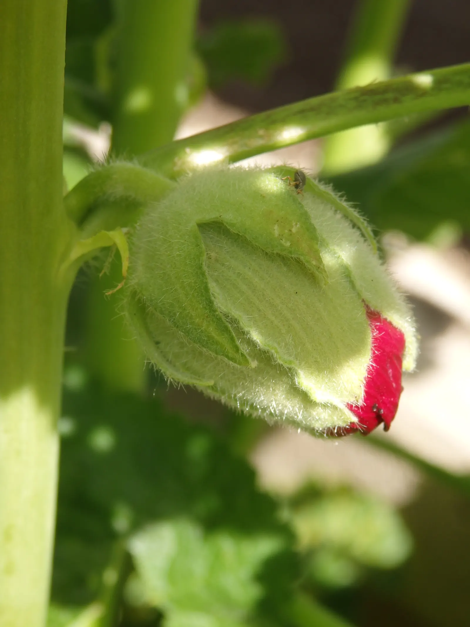 Hollyhock (Alcea Rosea) — The range of colors is broad