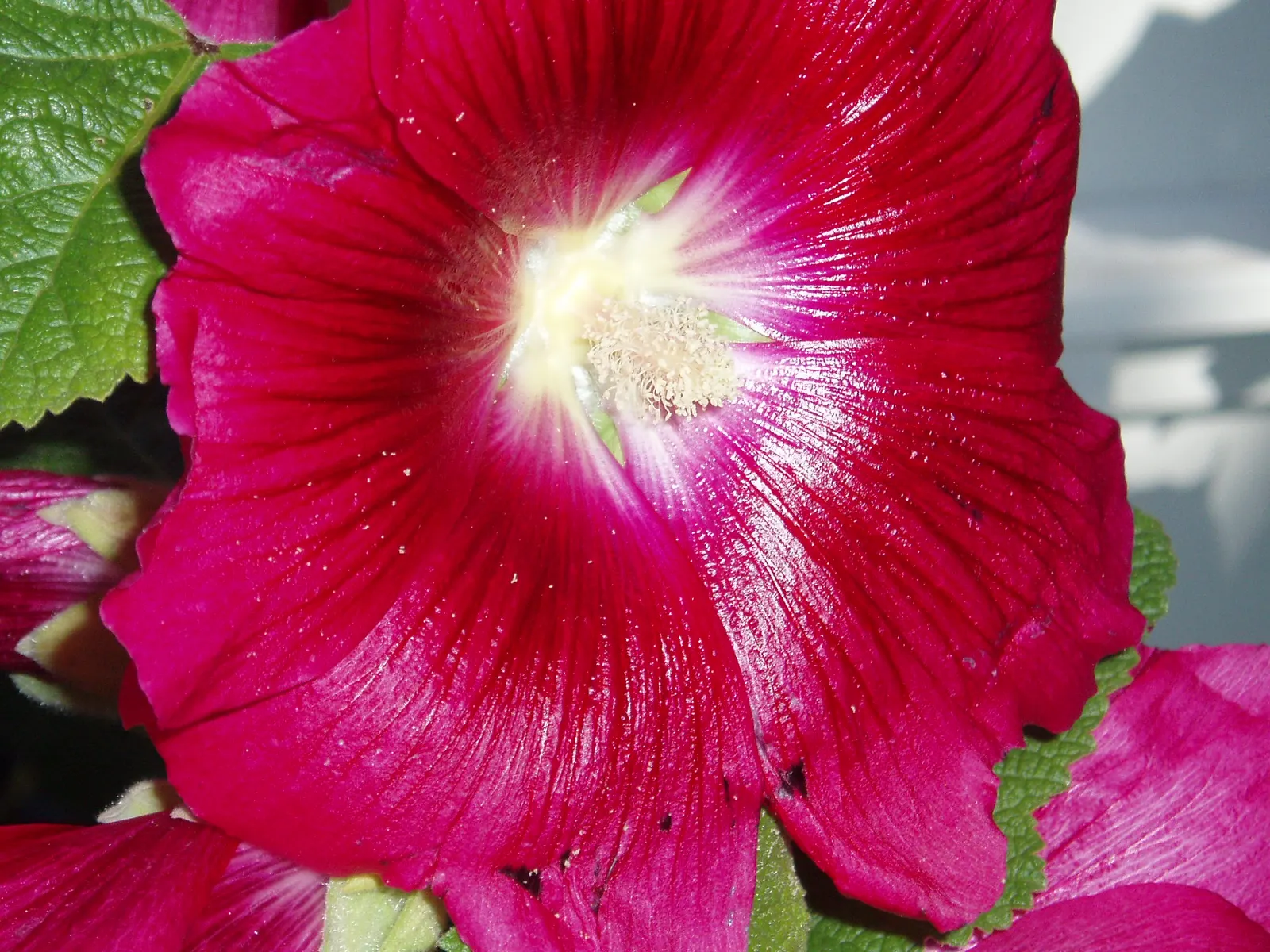 Hollyhock (Alcea Rosea) — which ensures their presence in the garden year after year; is an ornamental biennial known for its towering presence, image 72