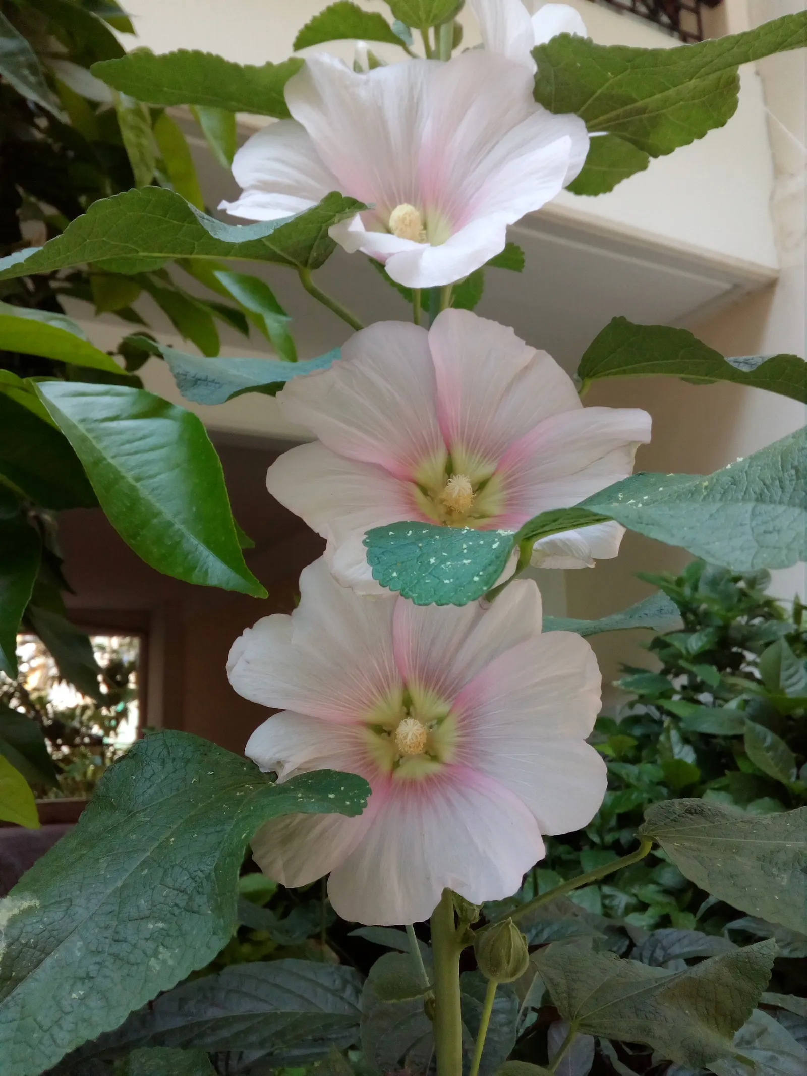 Hollyhock (Alcea Rosea) — Hollyhocks thrive in full sun and prefer well-drained