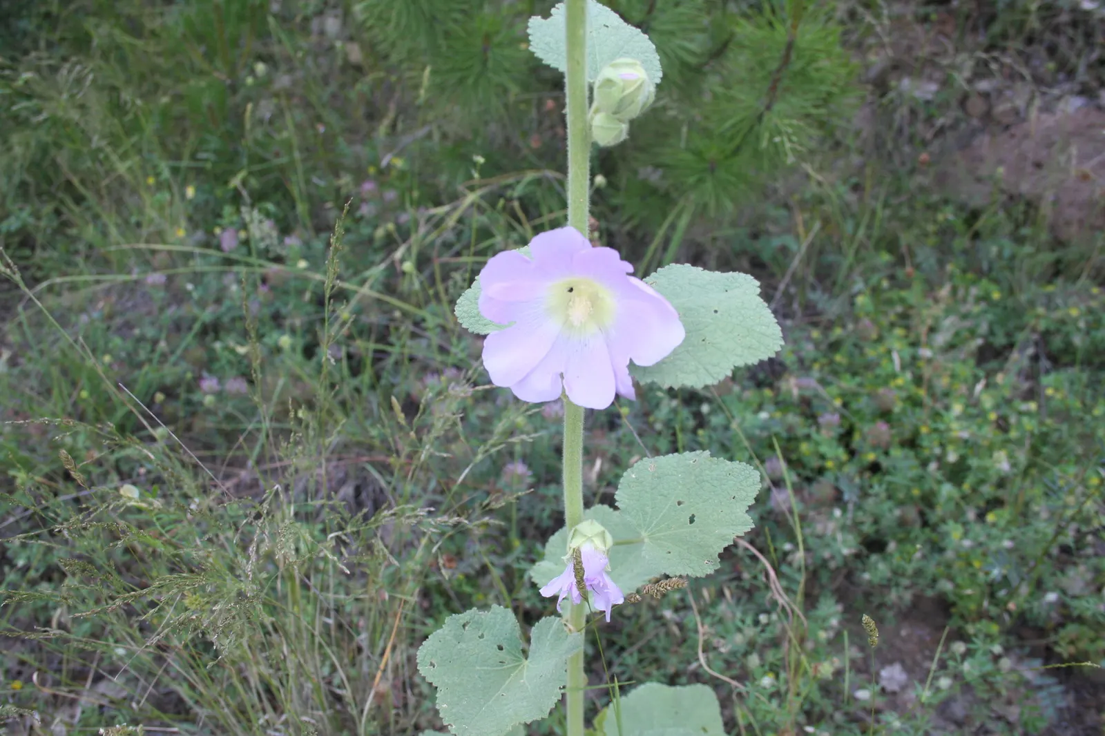 Hollyhock (Alcea Rosea) — Hollyhocks are biennial or short-lived perennials; to help promote air circulation and prevent rust, image 71