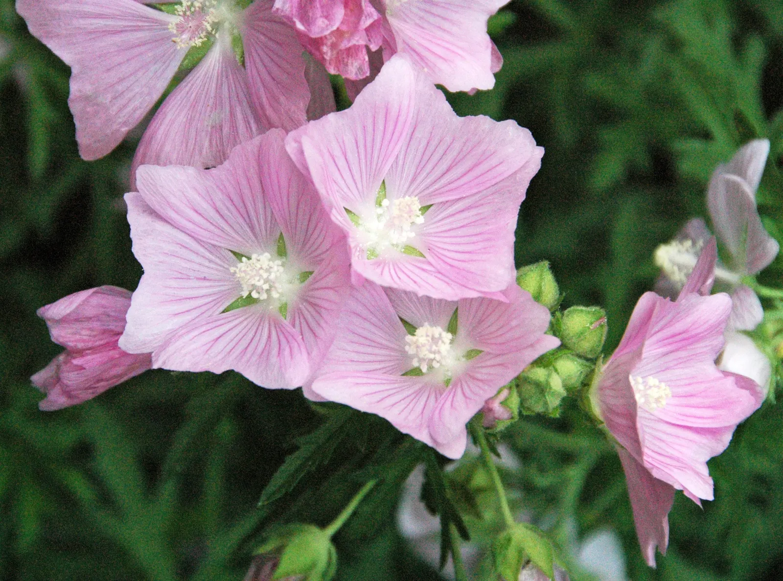 Hollyhock (Alcea Rosea) — each flower spanning an average of 3 to 5 inches across