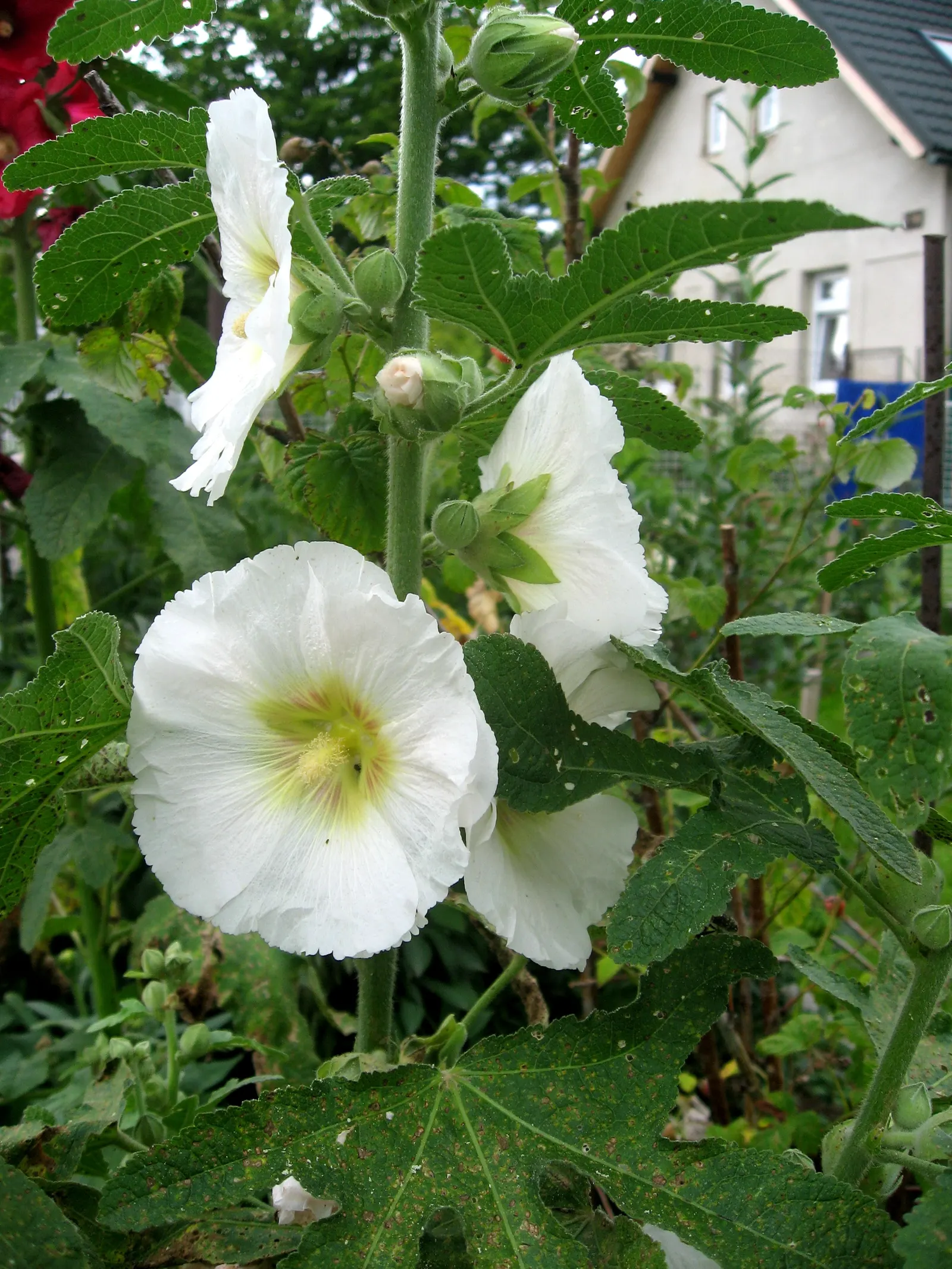 Hollyhock (Alcea Rosea) — is an eye-catching herbaceous perennial that can bring a touch of old-fashioned charm to any landscape design; hollyhocks, image 82